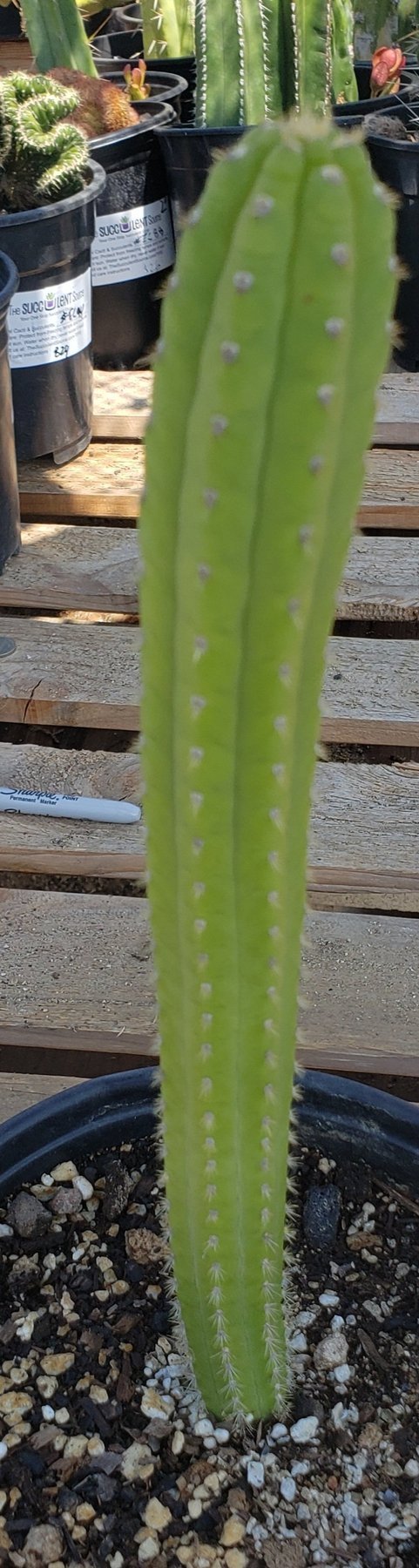 #EC64 EXACT Yungasocereus inquisivensis Cactus 10”-Cactus - Large - Exact-The Succulent Source