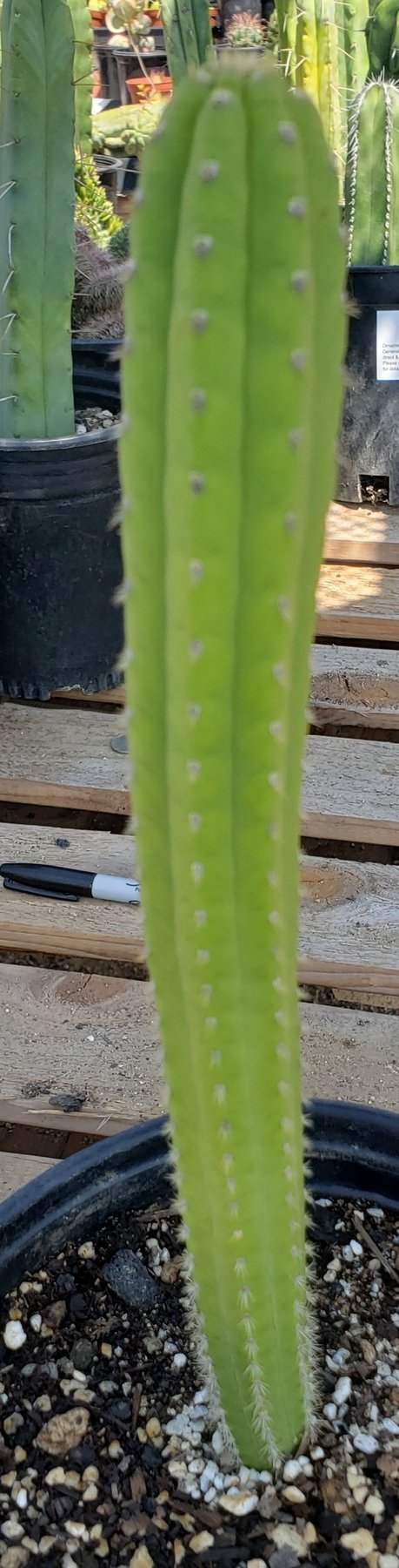 #EC64 EXACT Yungasocereus inquisivensis Cactus 10”-Cactus - Large - Exact-The Succulent Source