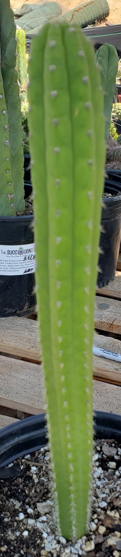 #EC64 EXACT Yungasocereus inquisivensis  Cactus 13-15”