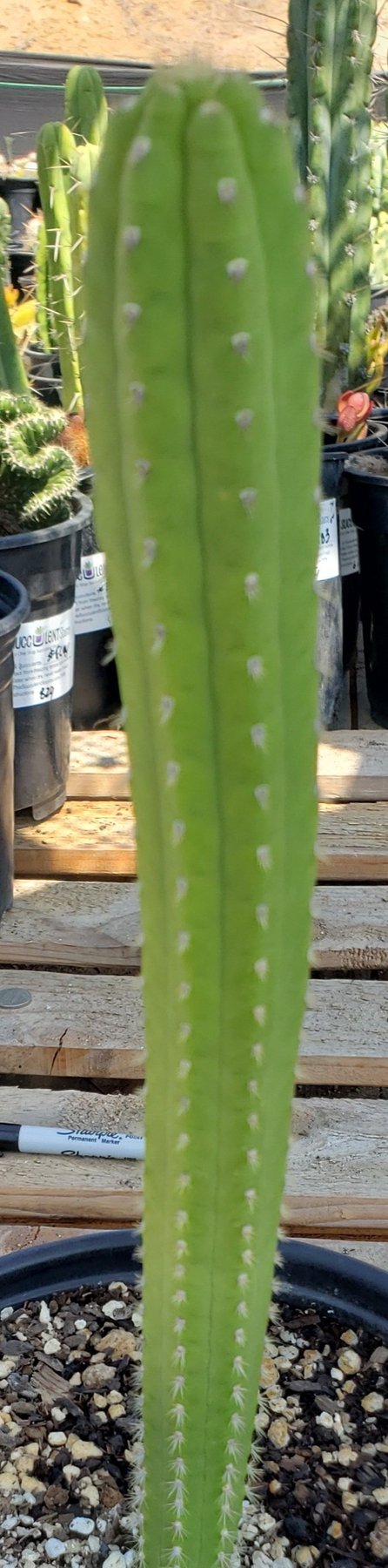 #EC64 EXACT Yungasocereus inquisivensis  Cactus 13-15”