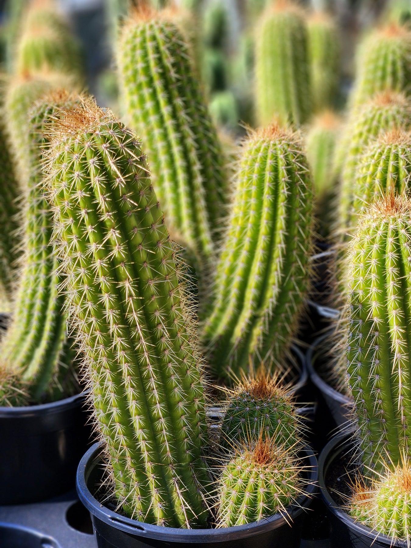 #EC65 EXACT Tricholobivia Hybrid "Pinkie" Cactus specimen-Cactus - Large - Exact-The Succulent Source