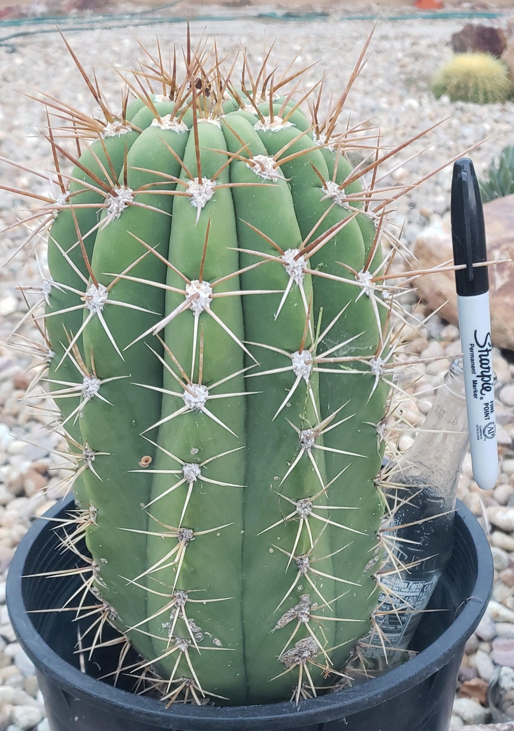 #EC71 EXACT Trichocereus Terschekii Cactus 14"-Cactus - Large - Exact-The Succulent Source