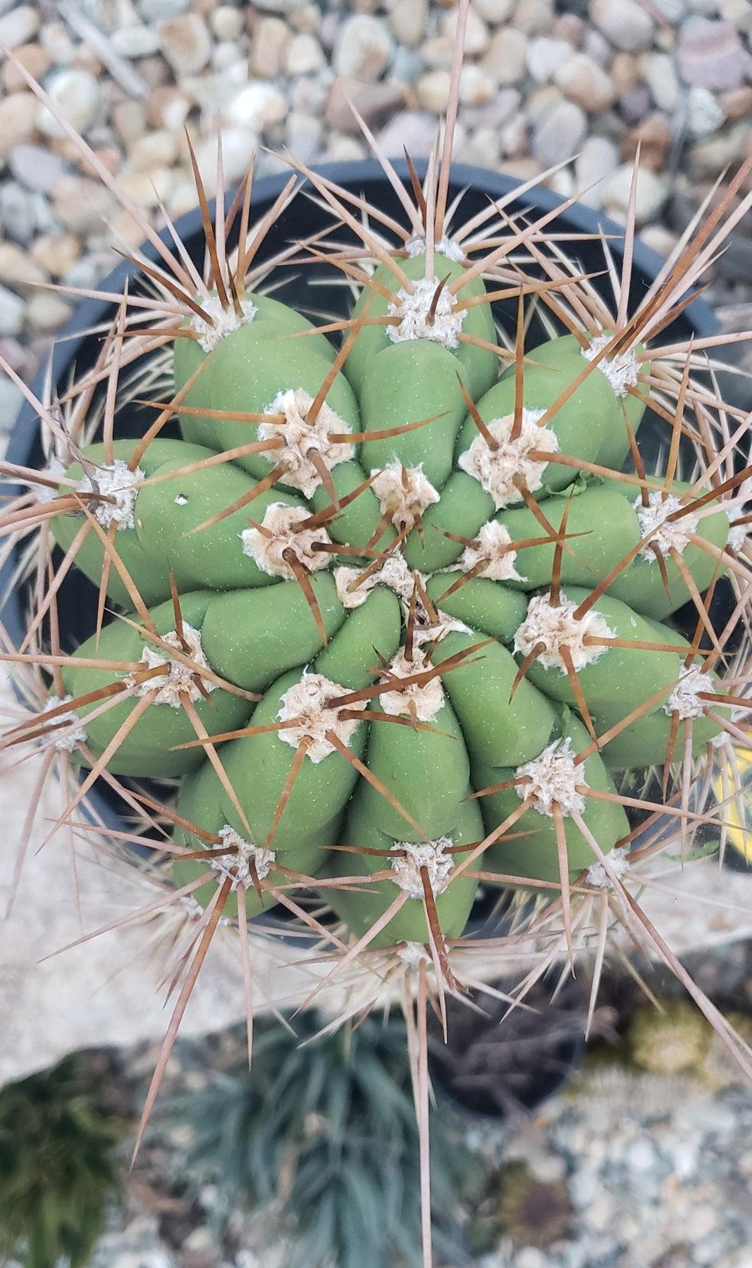 #EC71 EXACT Trichocereus Terschekii Cactus 14"-Cactus - Large - Exact-The Succulent Source