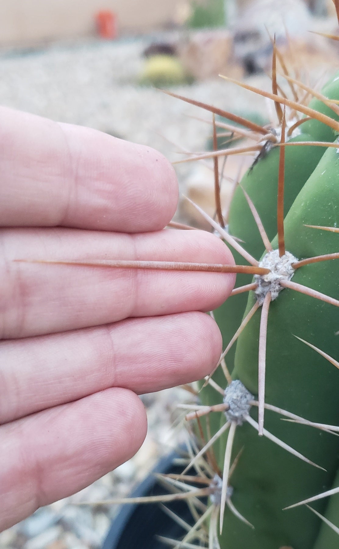 #EC71 EXACT Trichocereus Terschekii Cactus 14"-Cactus - Large - Exact-The Succulent Source