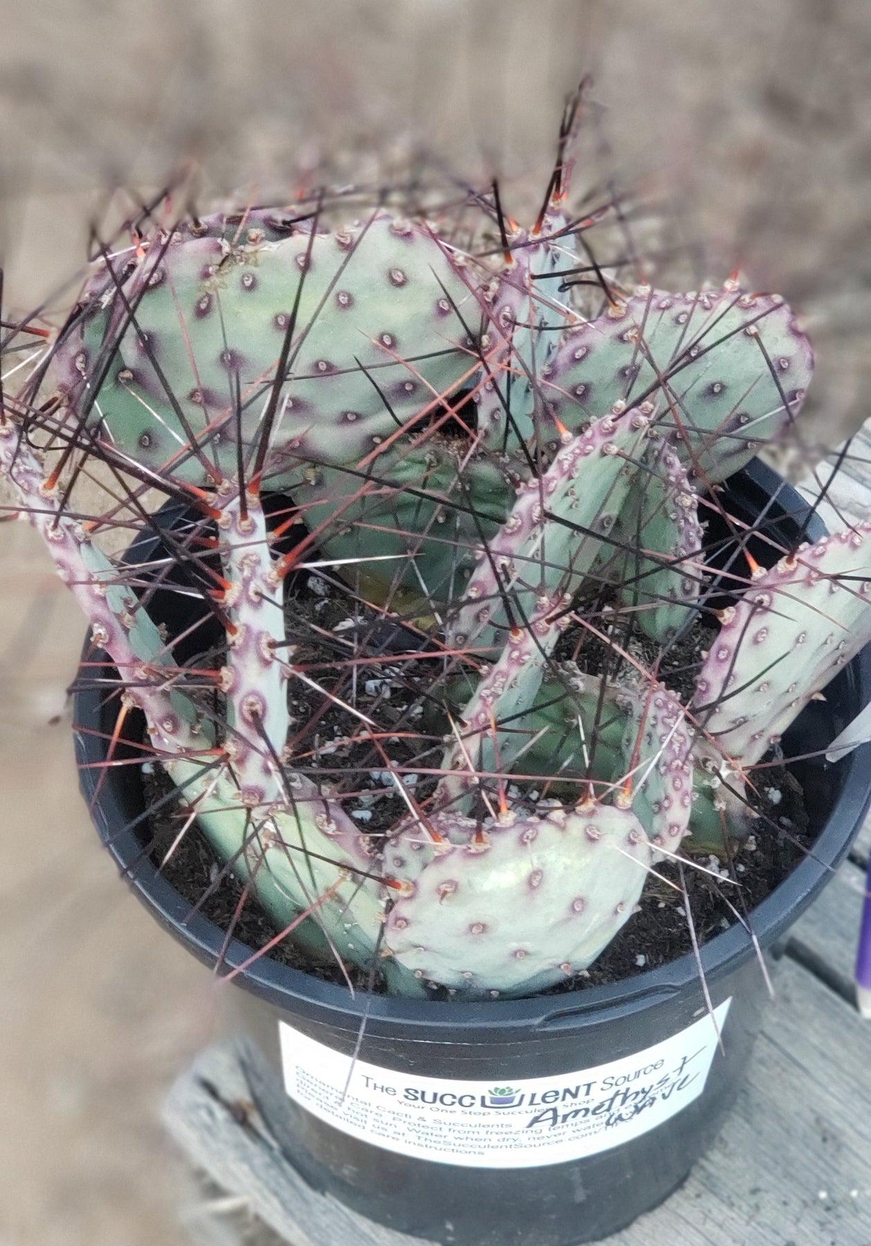 #EC79 EXACT Opuntia Amethyst Wave Cactus-Cactus - Large - Exact-The Succulent Source