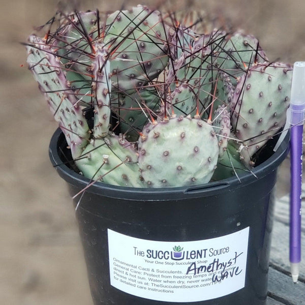 EC79-EXACT-Opuntia-Amethyst-