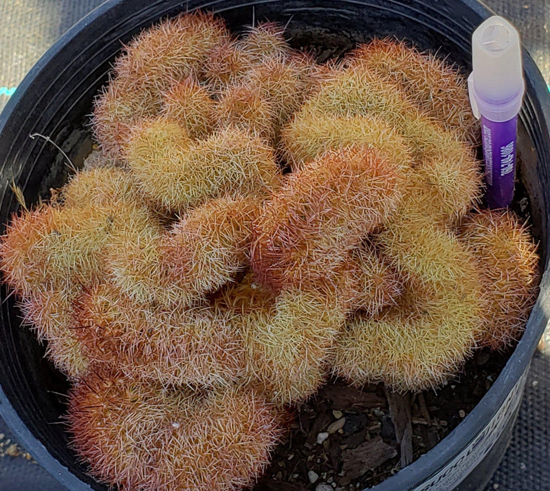 #EC88 EXACT Mammilaria Copper King Brain Cactus