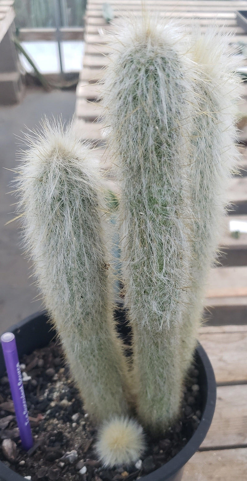 #EC91 EXACT  Cleistocactus strausii  Silver Torch Cactus 11.5", 10", 9"