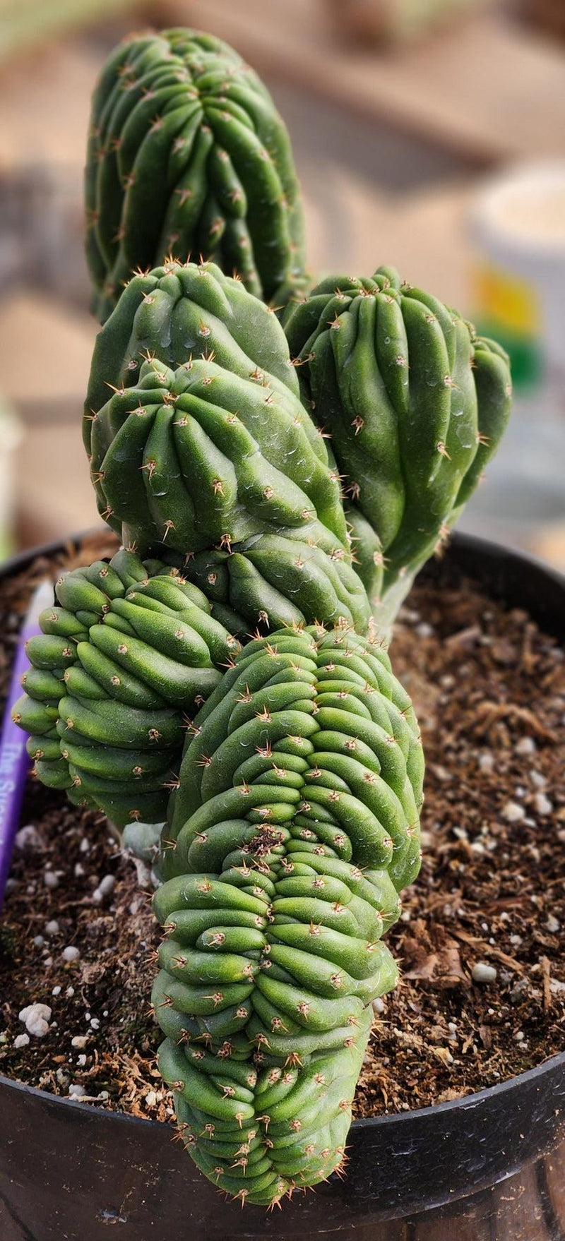 #EC93 EXACT Trichocereus Pachanoi Crested Cactus