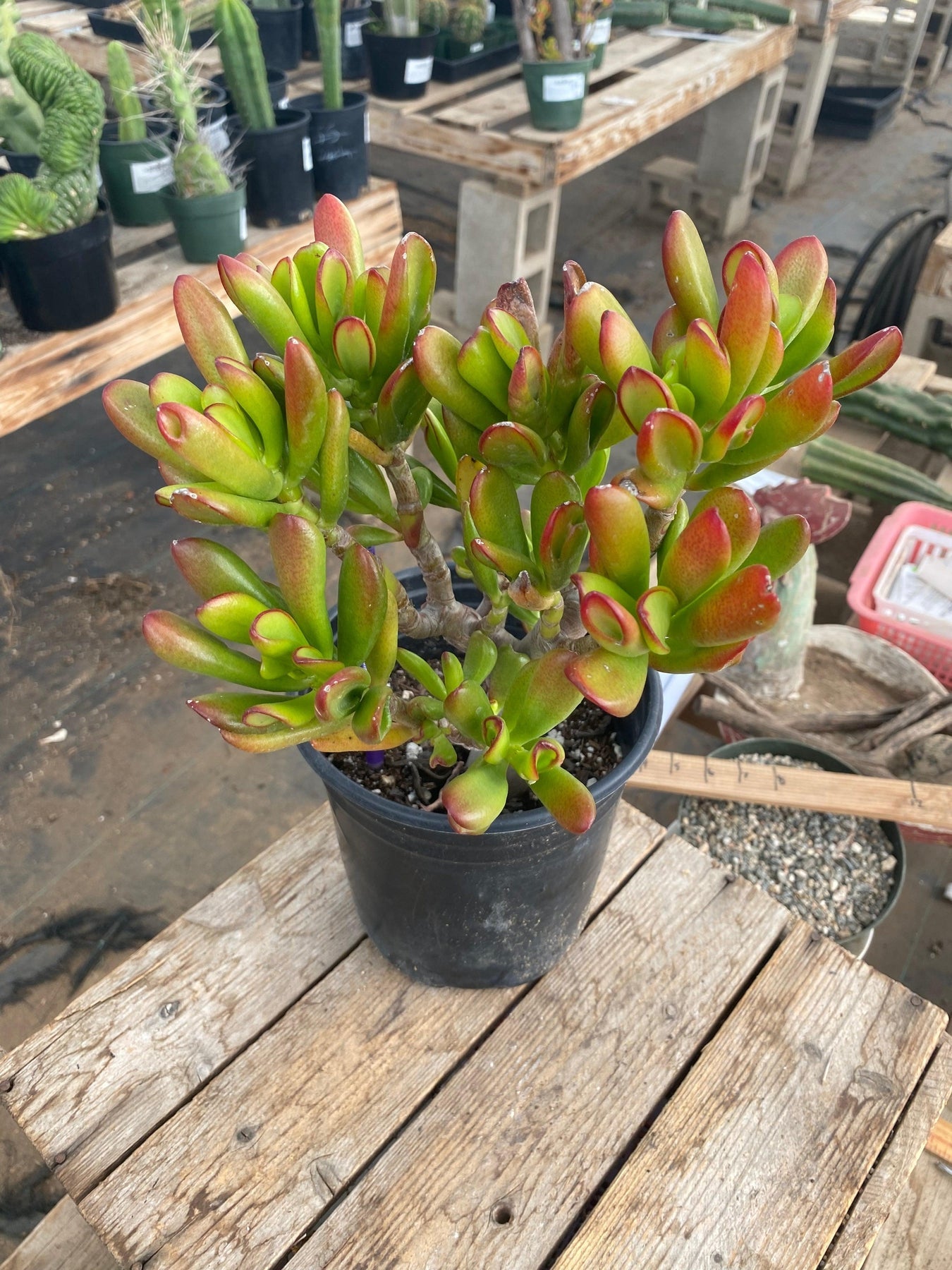 #ES07 EXACT Crassula Ogre Ears and Jade Bonsai Succulent 10"-Succulent - Large - Exact-The Succulent Source