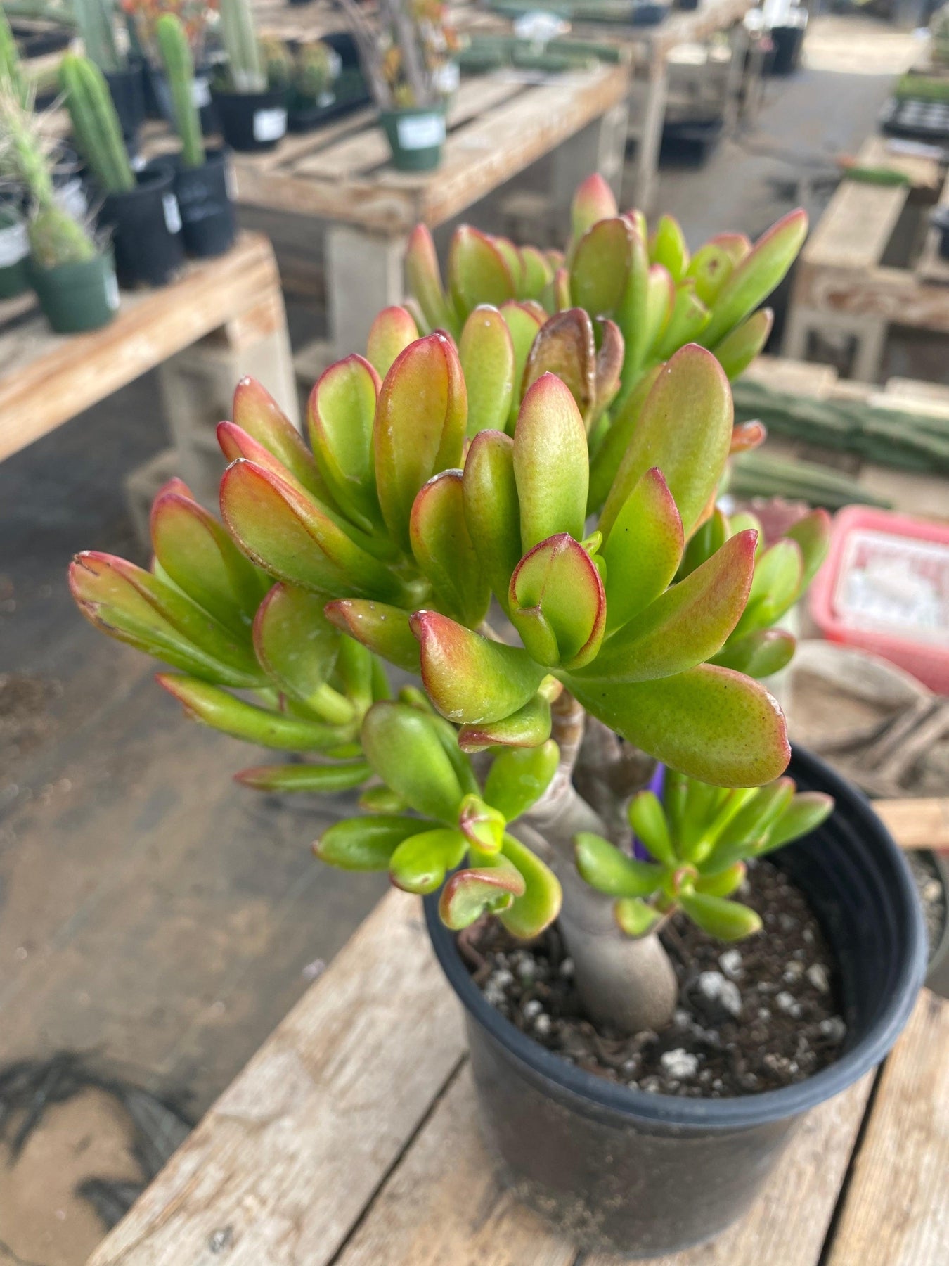 #ES07 EXACT Crassula Ogre Ears and Jade Bonsai Succulent 10"-Succulent - Large - Exact-The Succulent Source