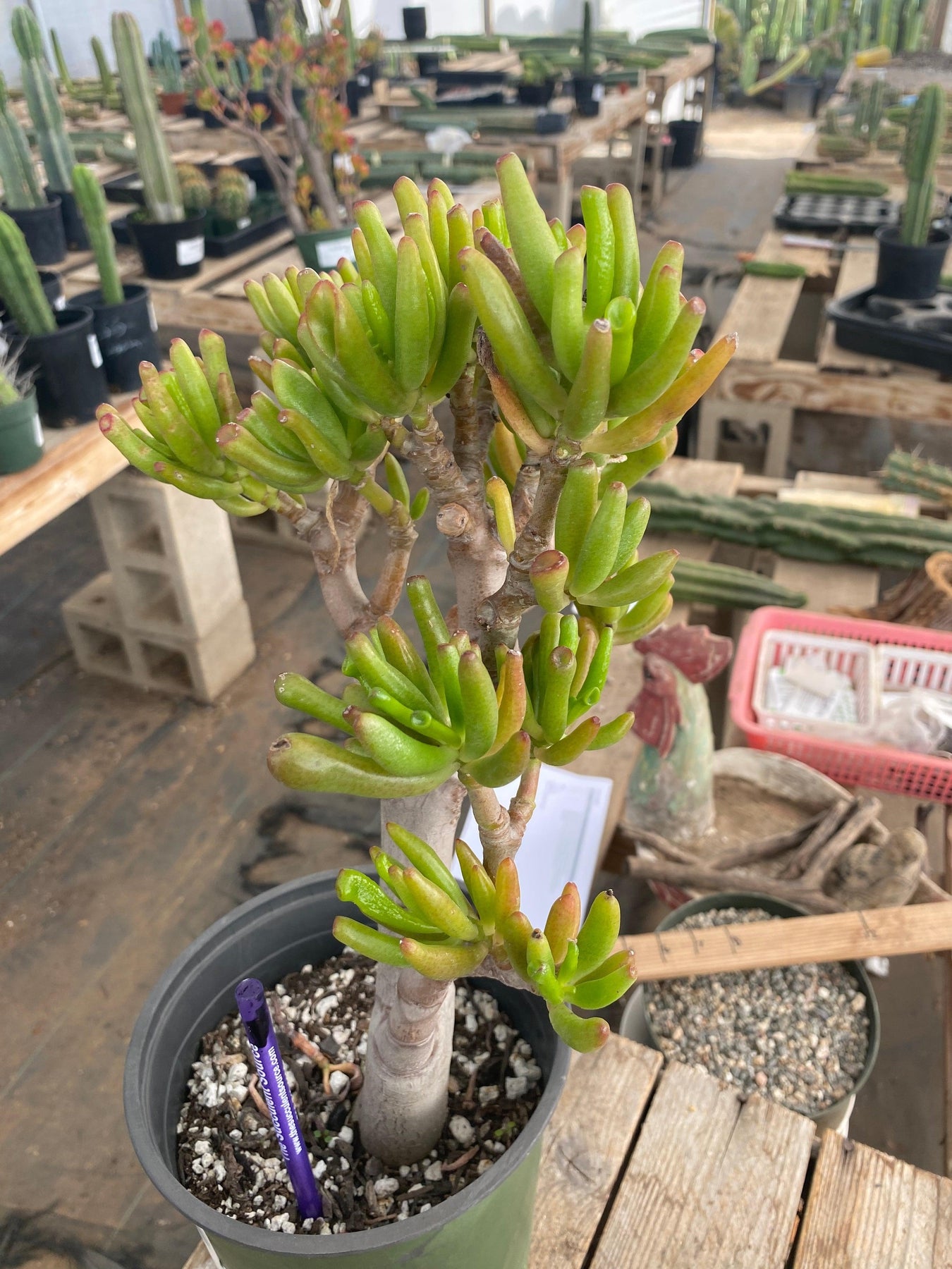 #ES08 EXACT Crassula ET bonsai Succulent 13"-Succulent - Large - Exact-The Succulent Source