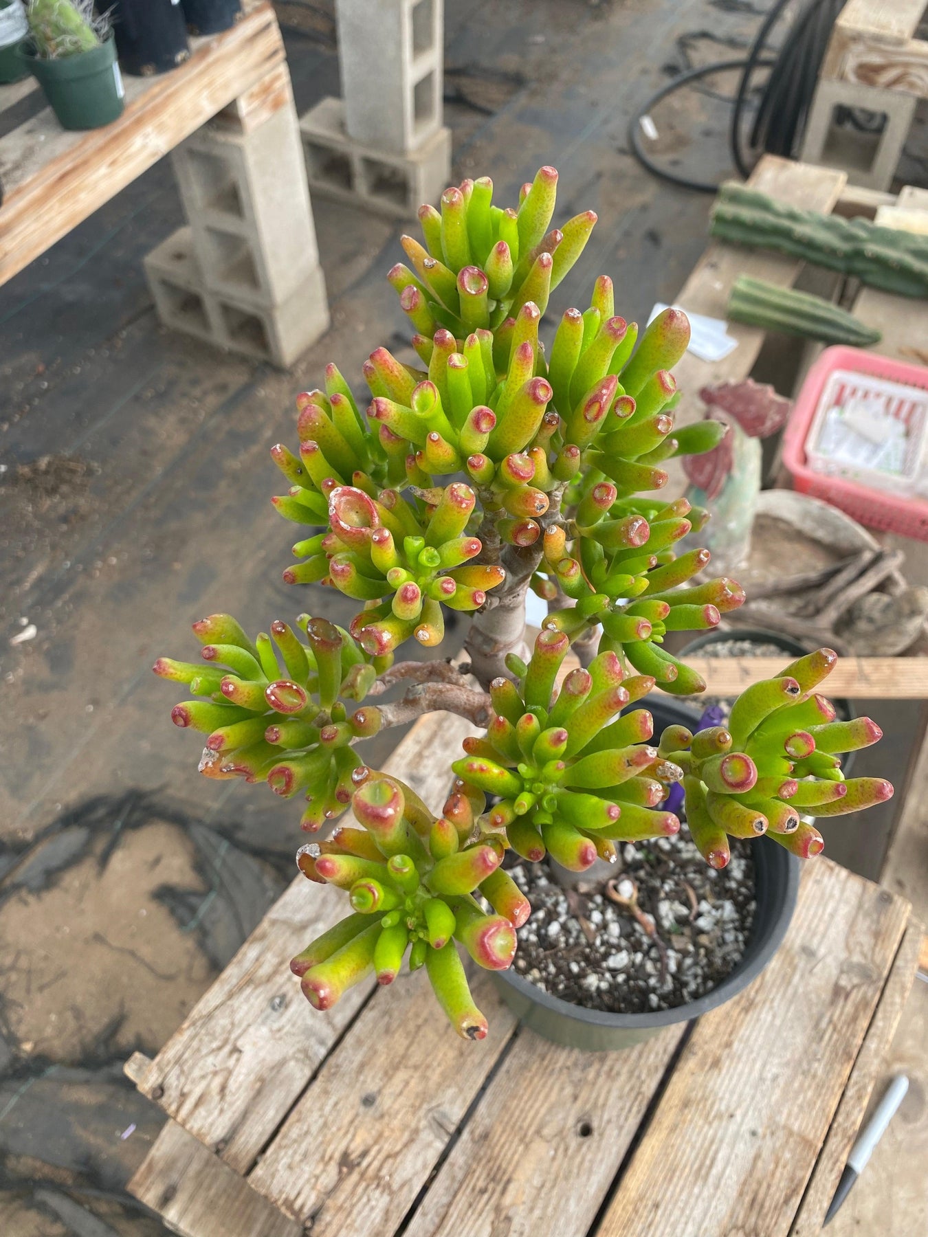 #ES08 EXACT Crassula ET bonsai Succulent 13"-Succulent - Large - Exact-The Succulent Source