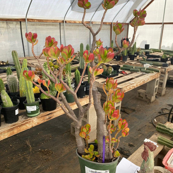 ES10-EXACT-Crassula-Jade-