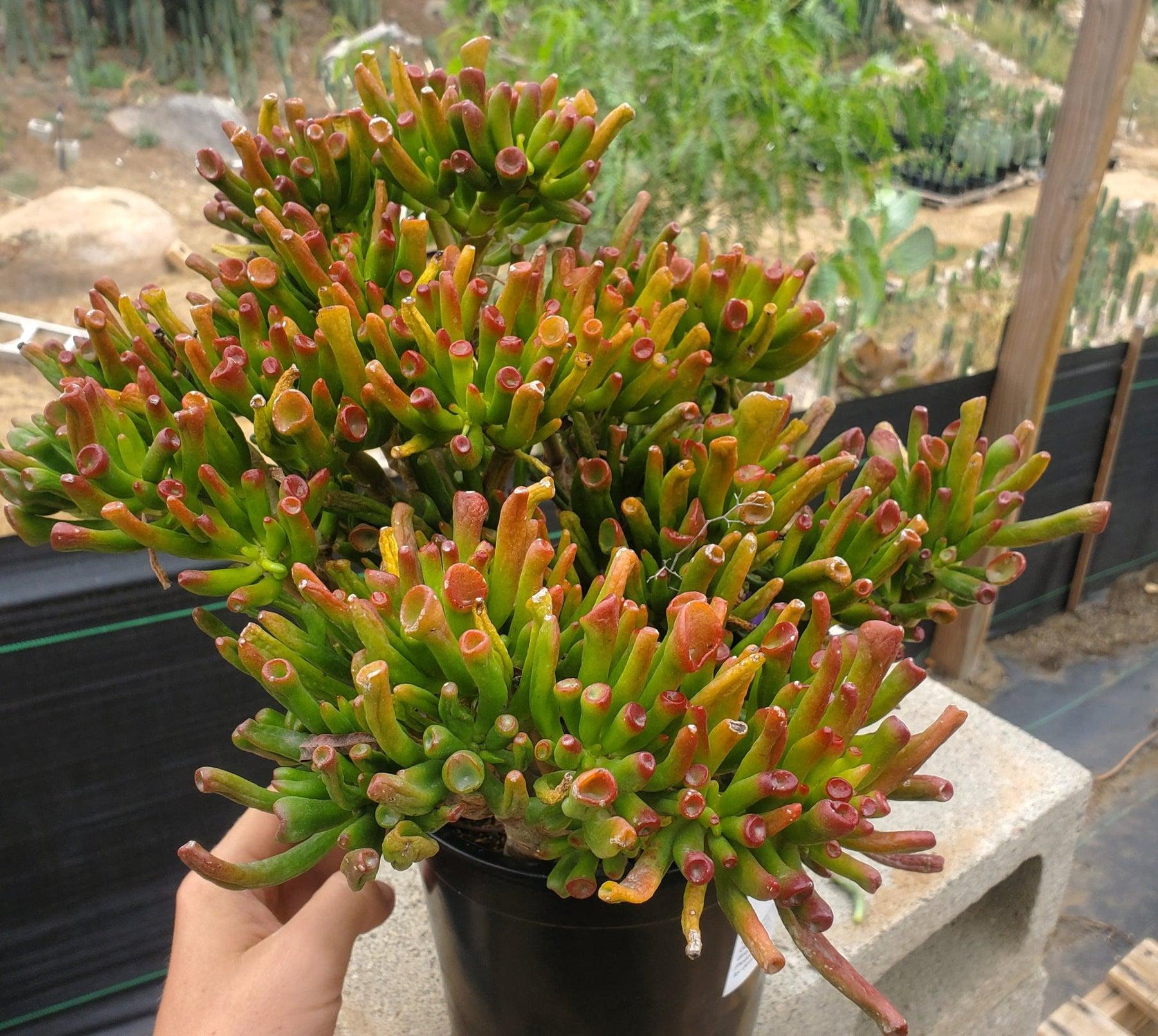 #ES15 EXACT Crassula ET Finger Bonsai Succulent-Succulent - Large - Exact-The Succulent Source