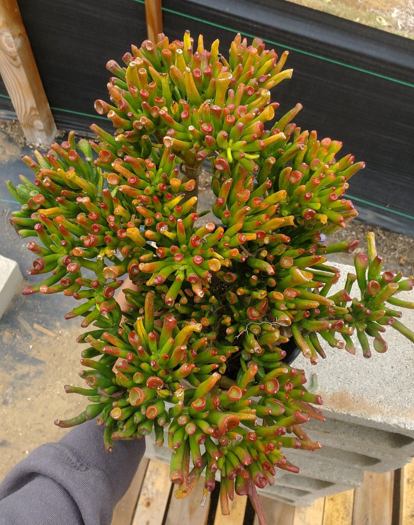 #ES15 EXACT Crassula ET Finger Bonsai Succulent-Succulent - Large - Exact-The Succulent Source