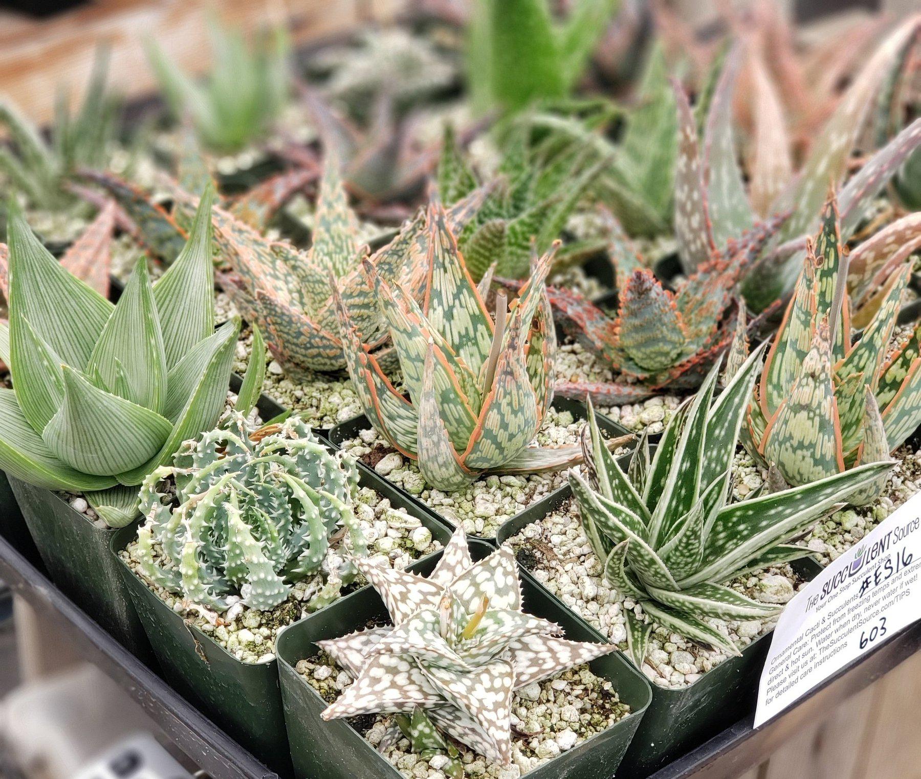 #ES16 EXACT Tray of 25 Assorted Aloes in 3"-Succulent - Large - Exact-The Succulent Source