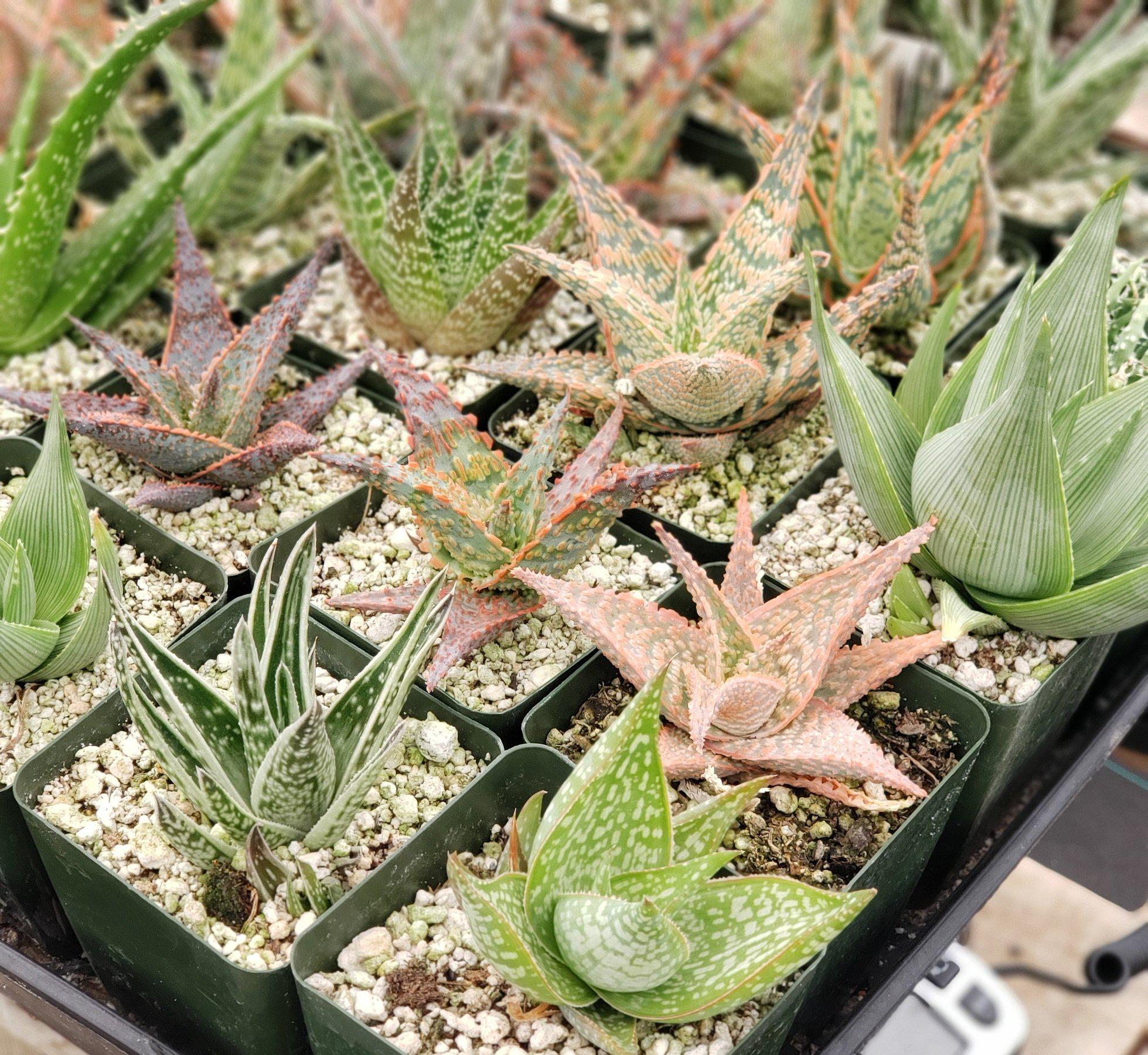 #ES16 EXACT Tray of 25 Assorted Aloes in 3"-Succulent - Large - Exact-The Succulent Source