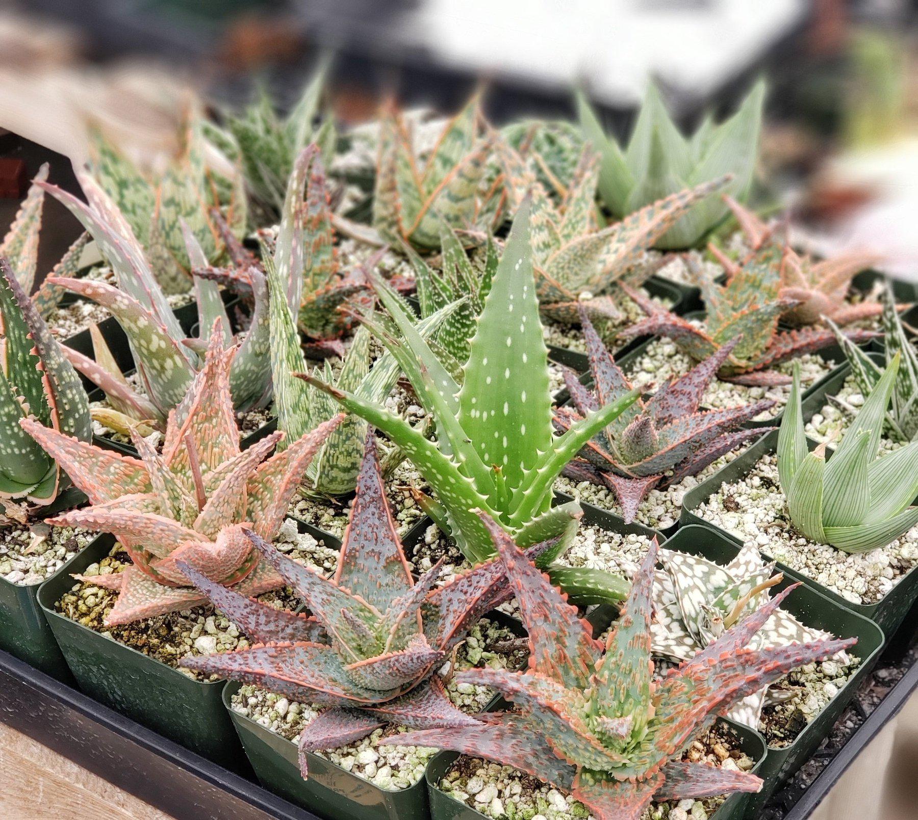 #ES16 EXACT Tray of 25 Assorted Aloes in 3"-Succulent - Large - Exact-The Succulent Source