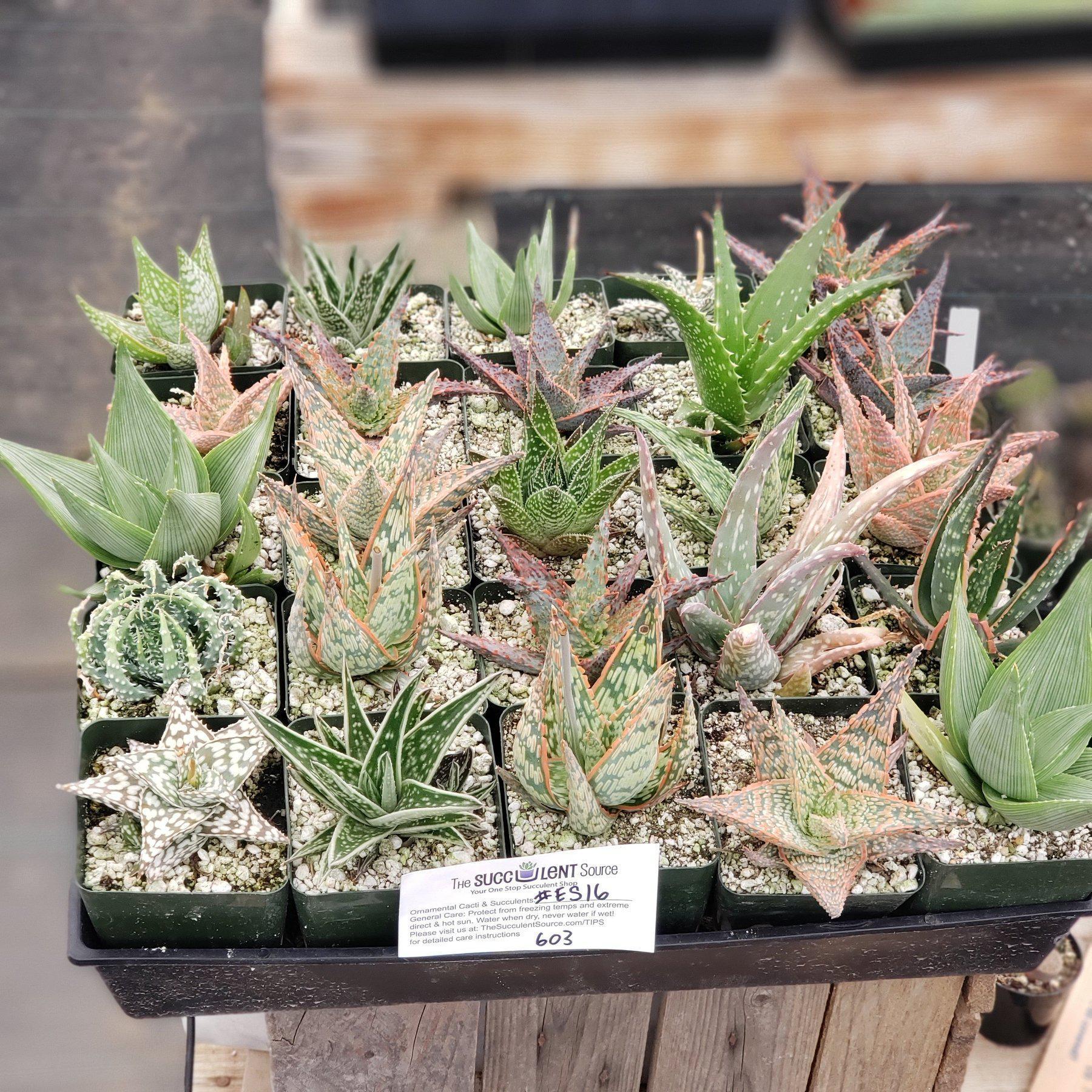 #ES16 EXACT Tray of 25 Assorted Aloes in 3"-Succulent - Large - Exact-The Succulent Source