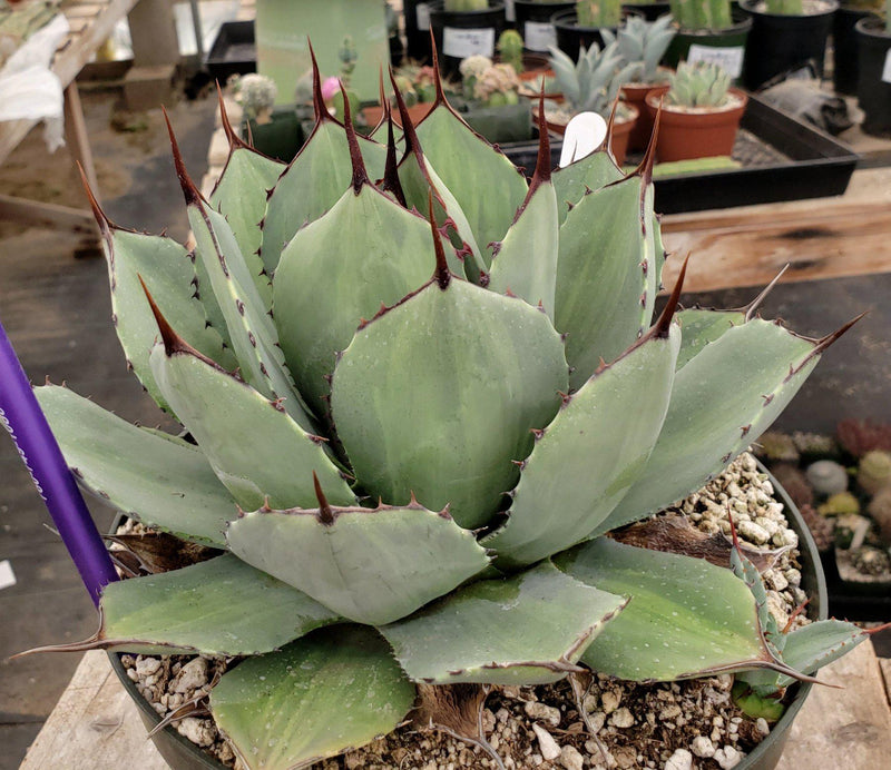 ES17 EXACT Agave Variegated Parryi potted in 8