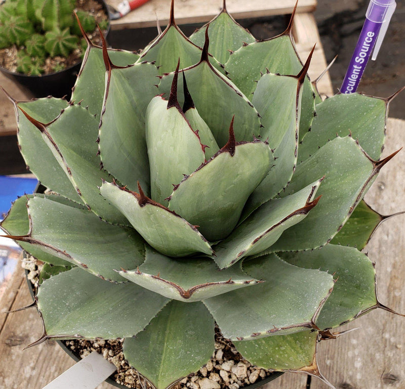 #ES17 EXACT Agave Variegated Parryi potted in 8"
