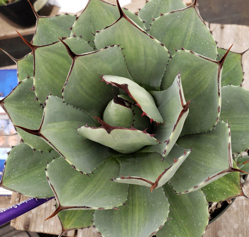 #ES17 EXACT Agave Variegated Parryi potted in 8"