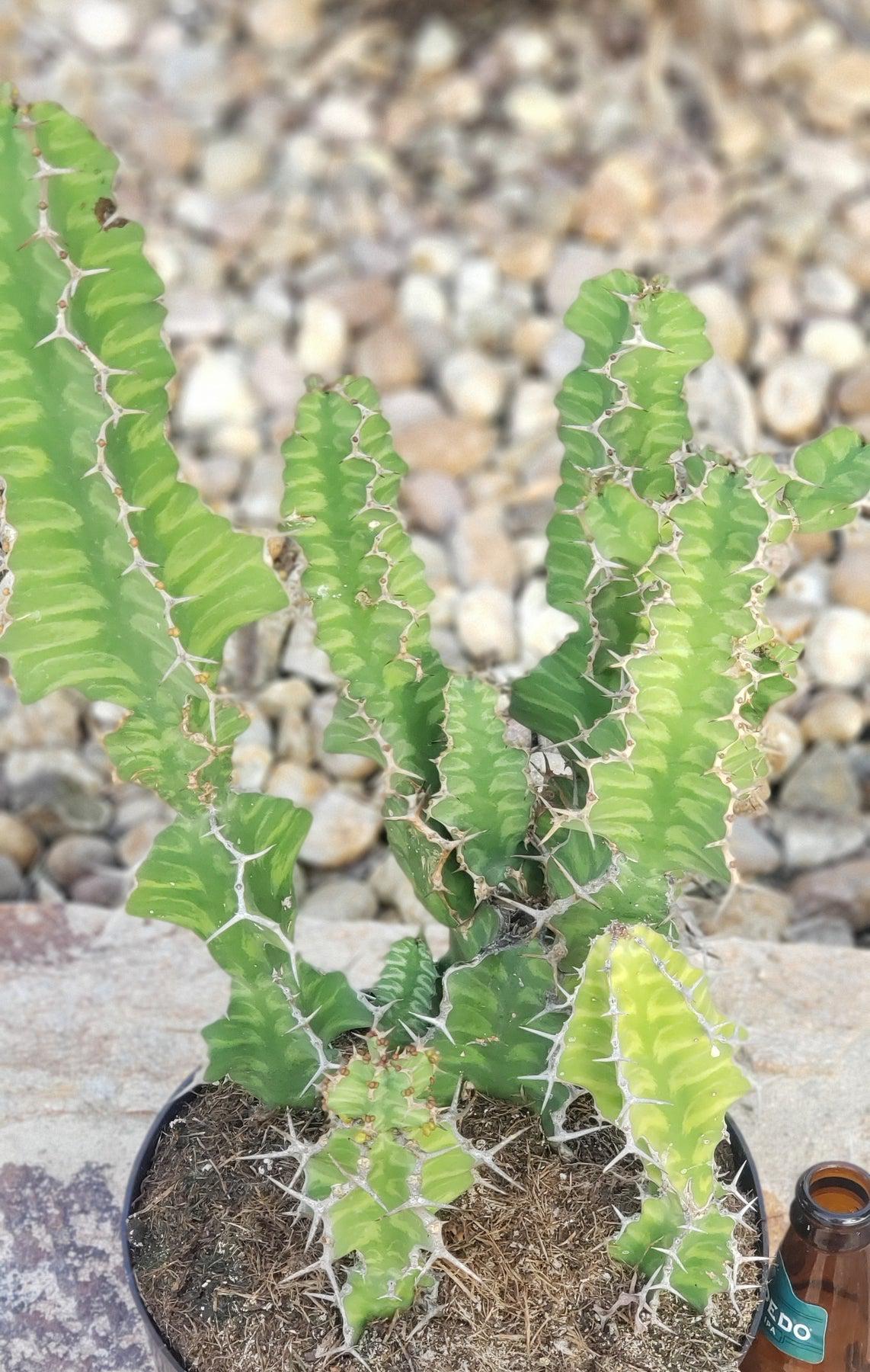 #ES18 EXACT Euphorbia ZIGZAG Succulent in container-Succulent - Large - Exact-The Succulent Source