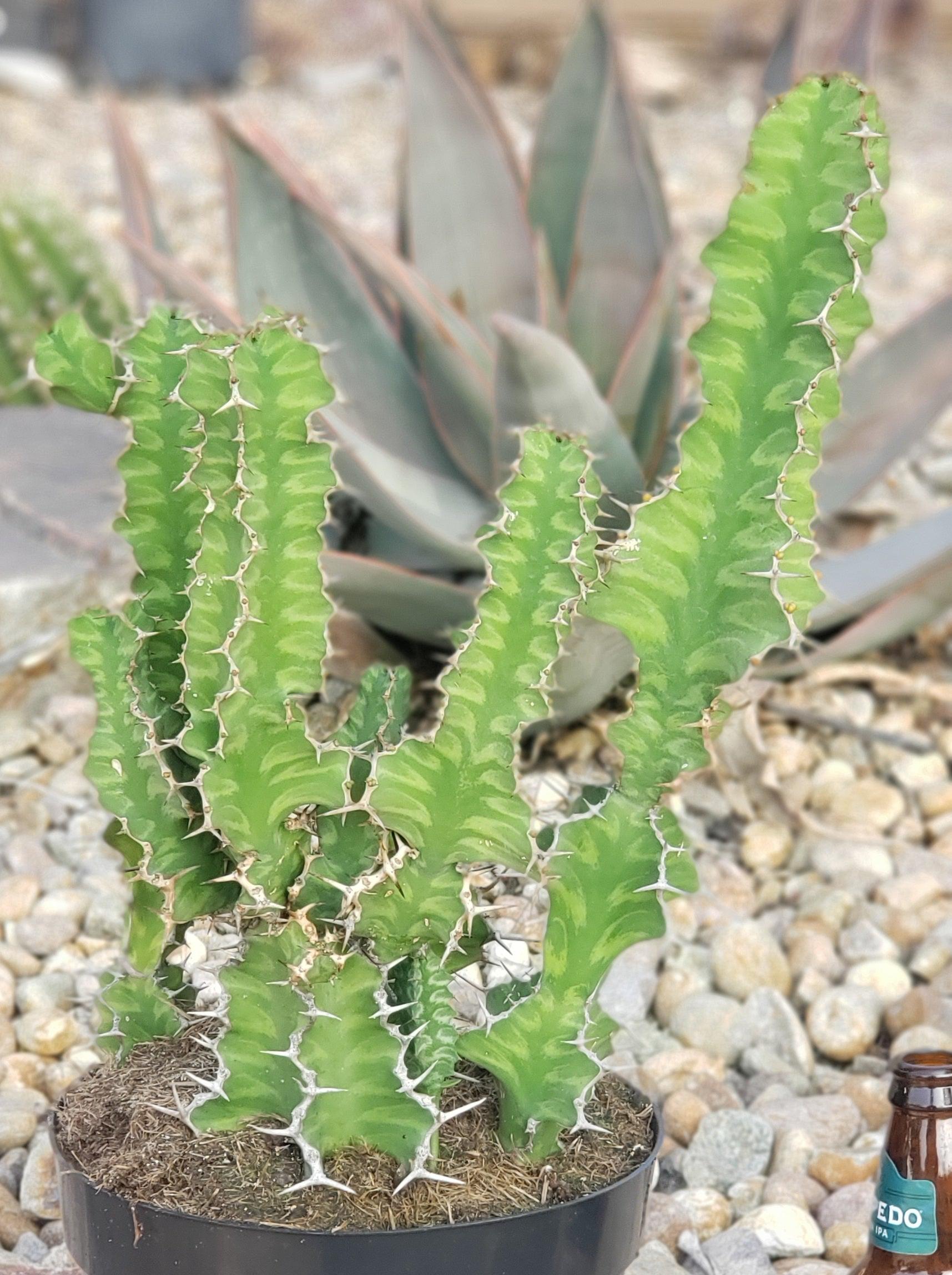 #ES18 EXACT Euphorbia ZIGZAG Succulent in container-Succulent - Large - Exact-The Succulent Source