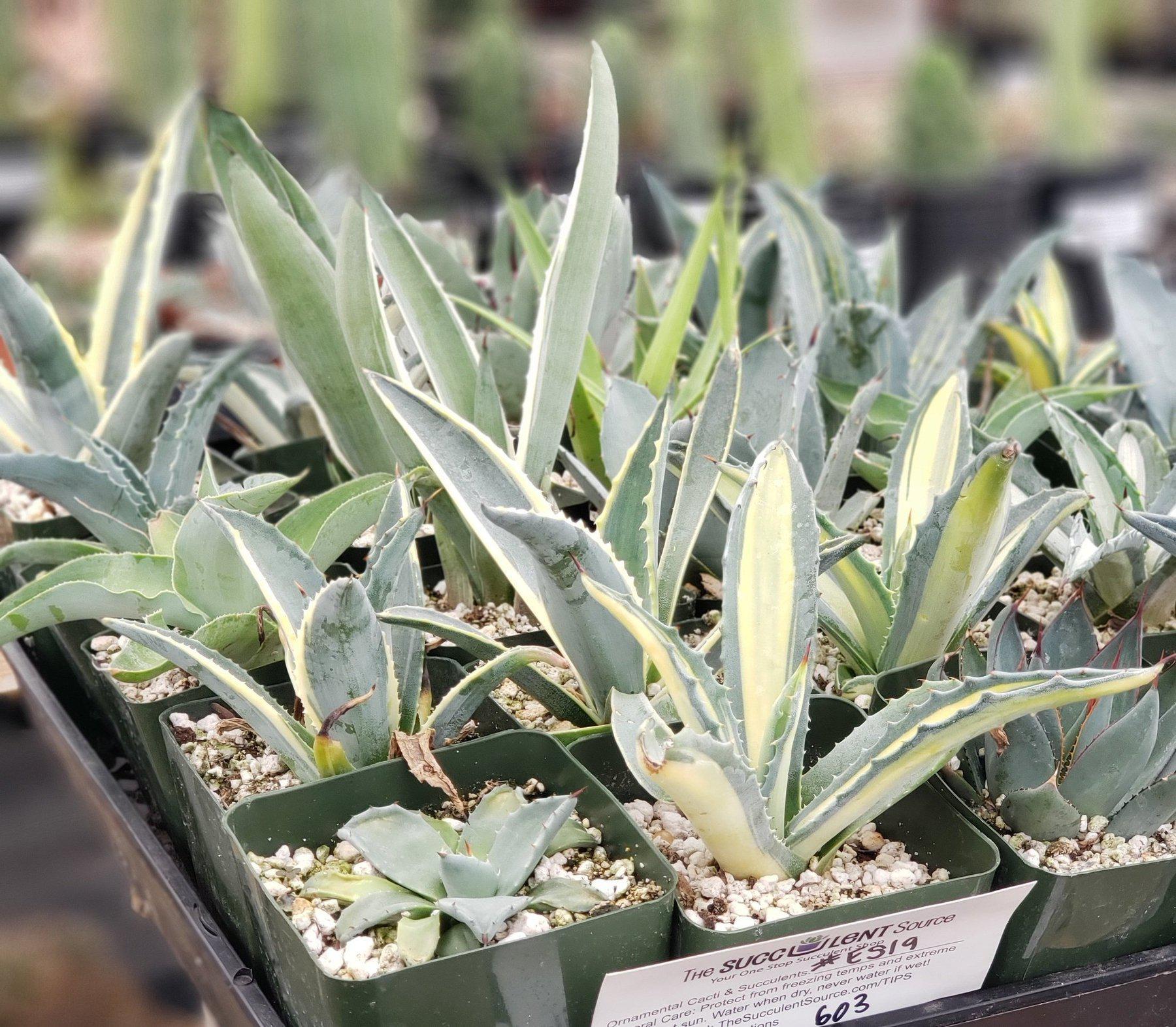 #ES19 EXACT Tray of Agave assortment in 3" containers-Succulent - Large - Exact-The Succulent Source