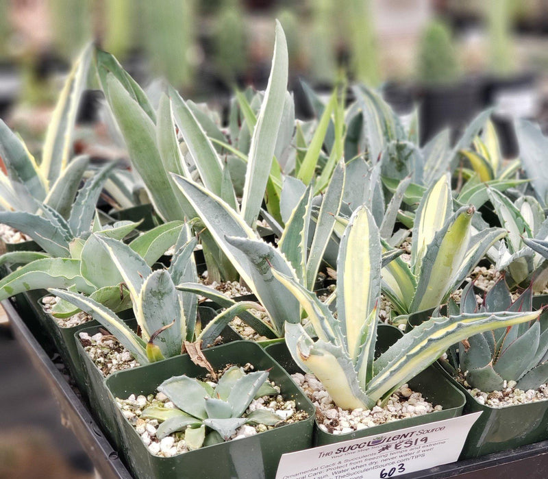 #ES19 EXACT Tray of Agave assortment in 3" containers