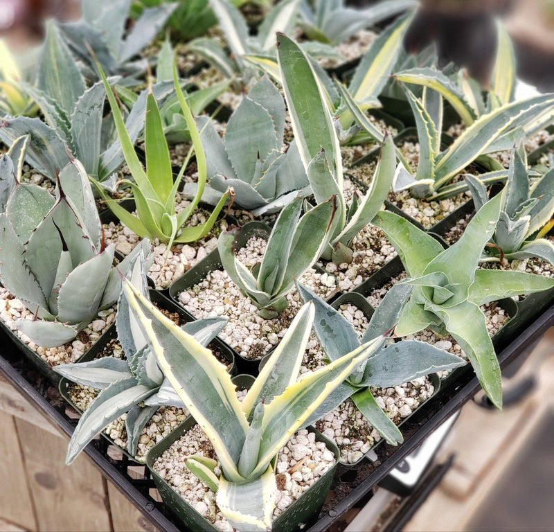 #ES19 EXACT Tray of Agave assortment in 3" containers
