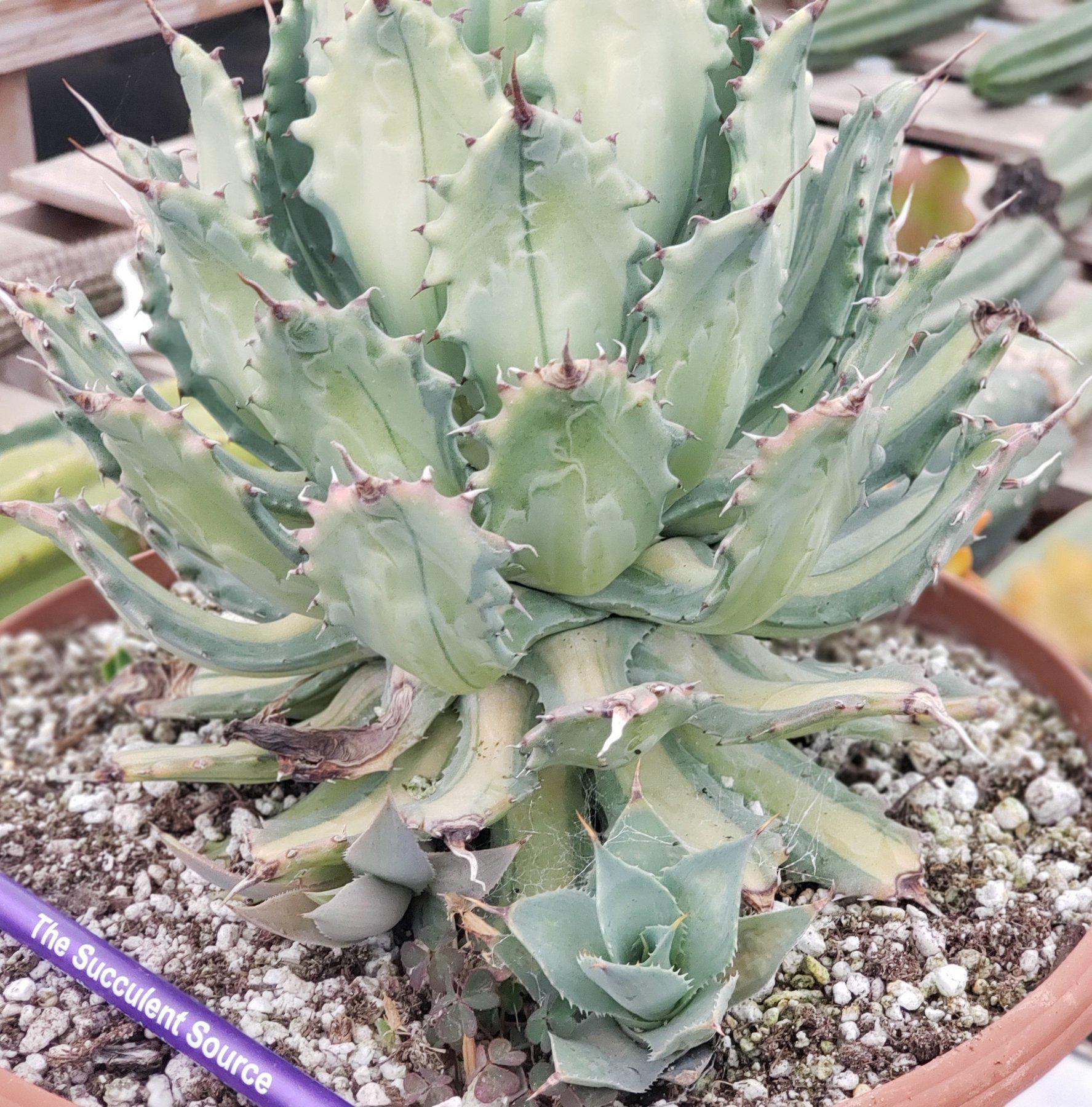 #ES22 EXACT Agave Ismenthis Becky-Succulent - Large - Exact-The Succulent Source