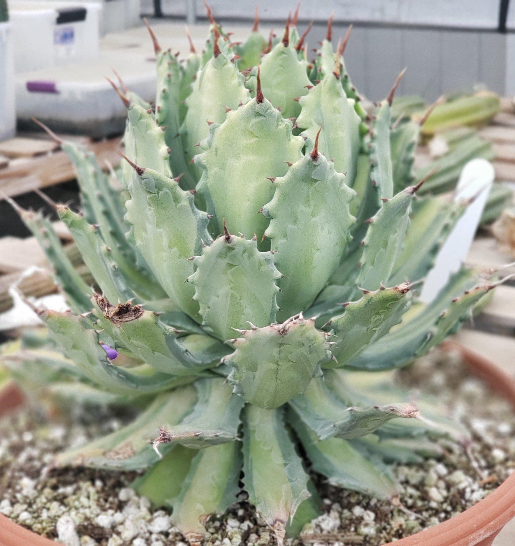 #ES22 EXACT Agave Ismenthis Becky-Succulent - Large - Exact-The Succulent Source