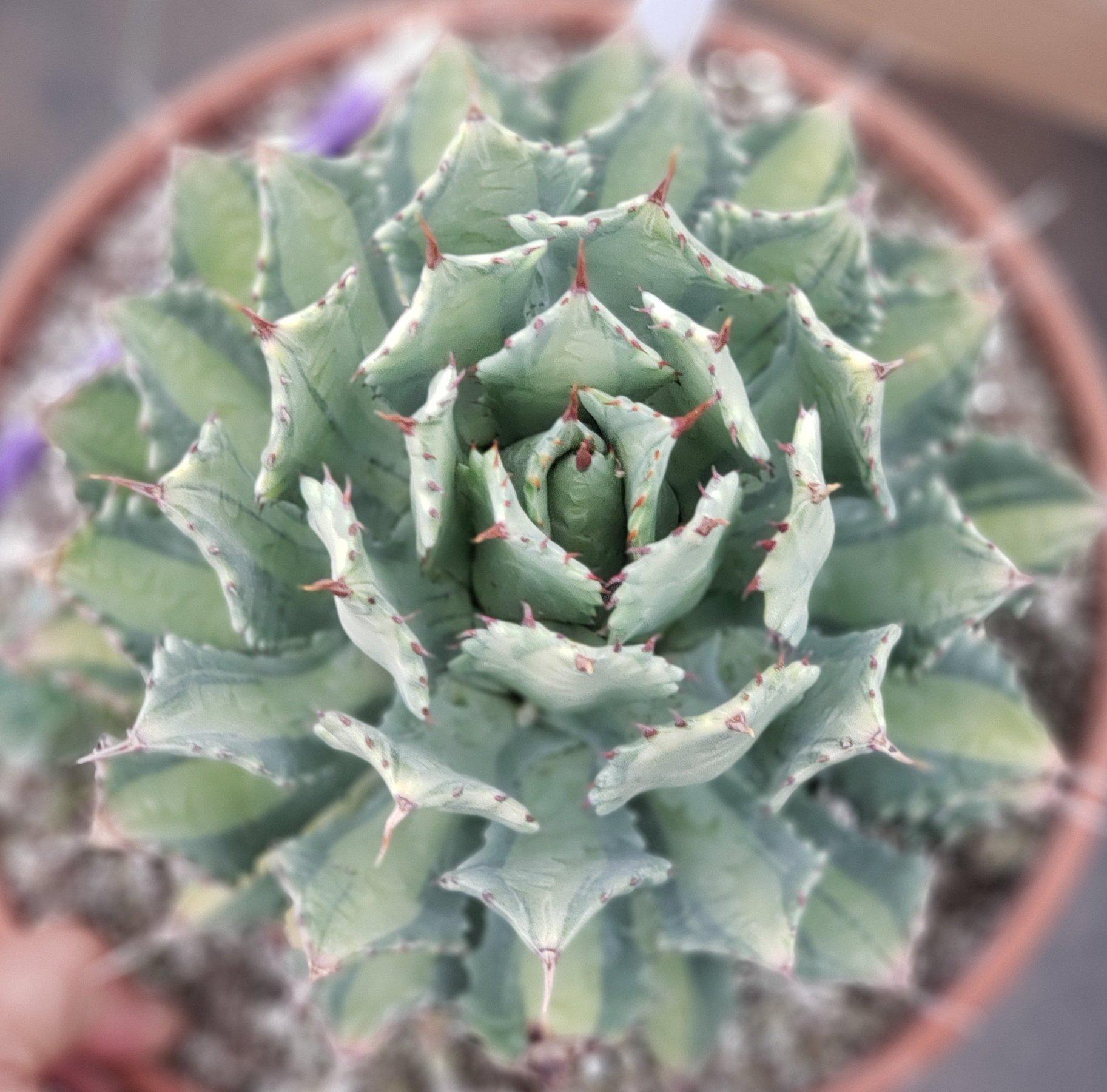 #ES22 EXACT Agave Ismenthis Becky-Succulent - Large - Exact-The Succulent Source