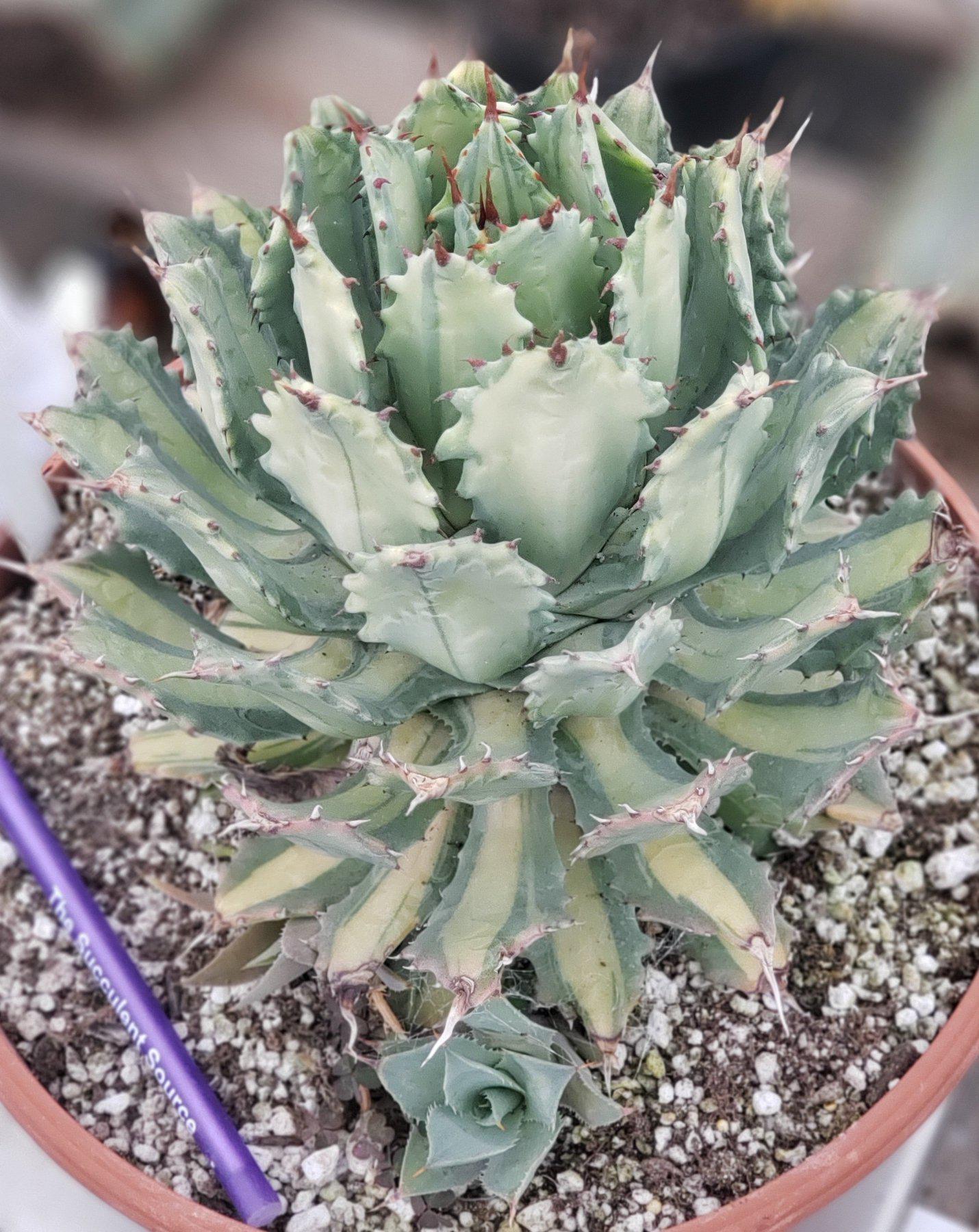 #ES22 EXACT Agave Ismenthis Becky-Succulent - Large - Exact-The Succulent Source