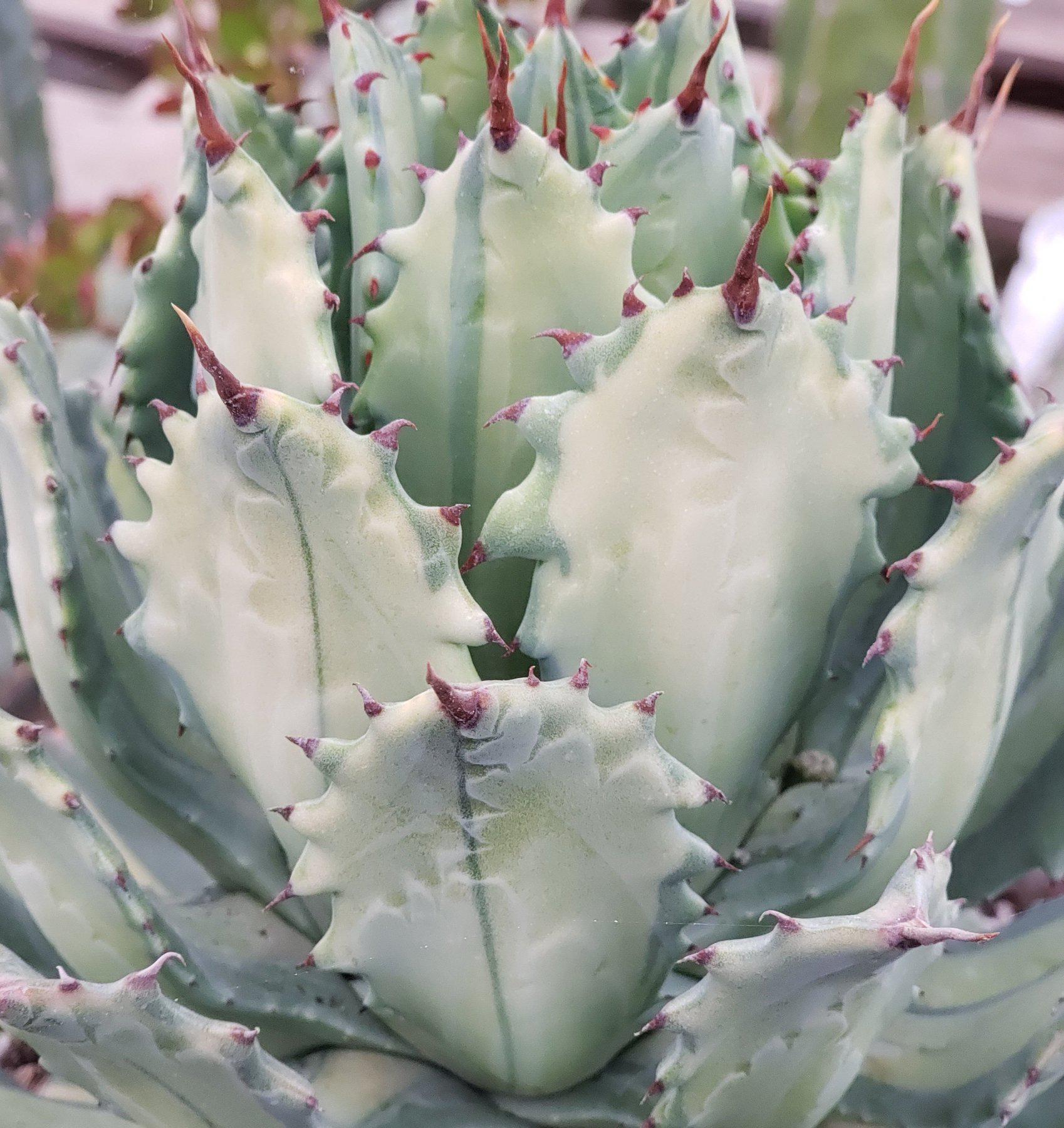#ES22 EXACT Agave Ismenthis Becky-Succulent - Large - Exact-The Succulent Source
