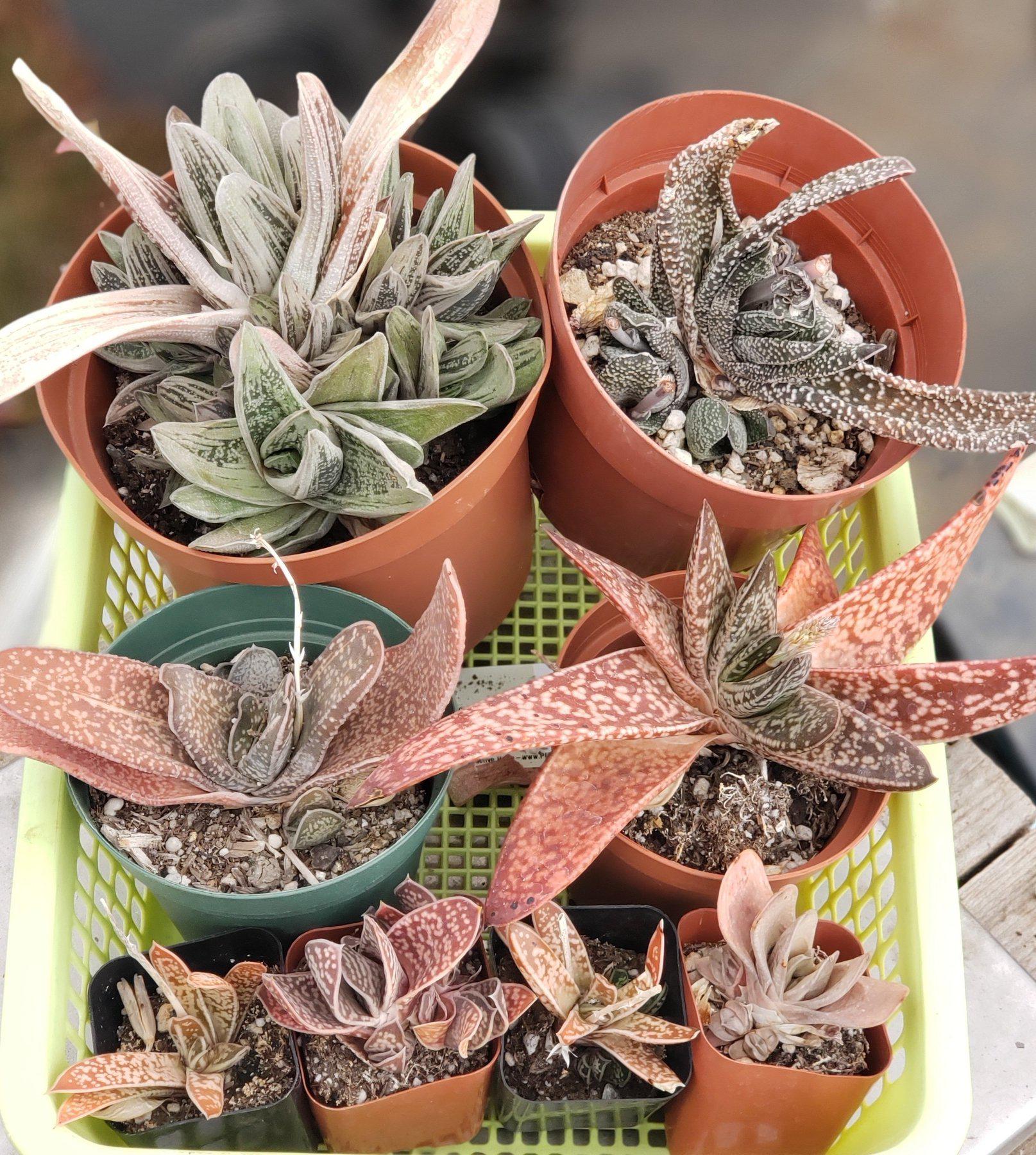 #ES23 EXACT Gasteria Lot-Succulent - Large - Exact-The Succulent Source