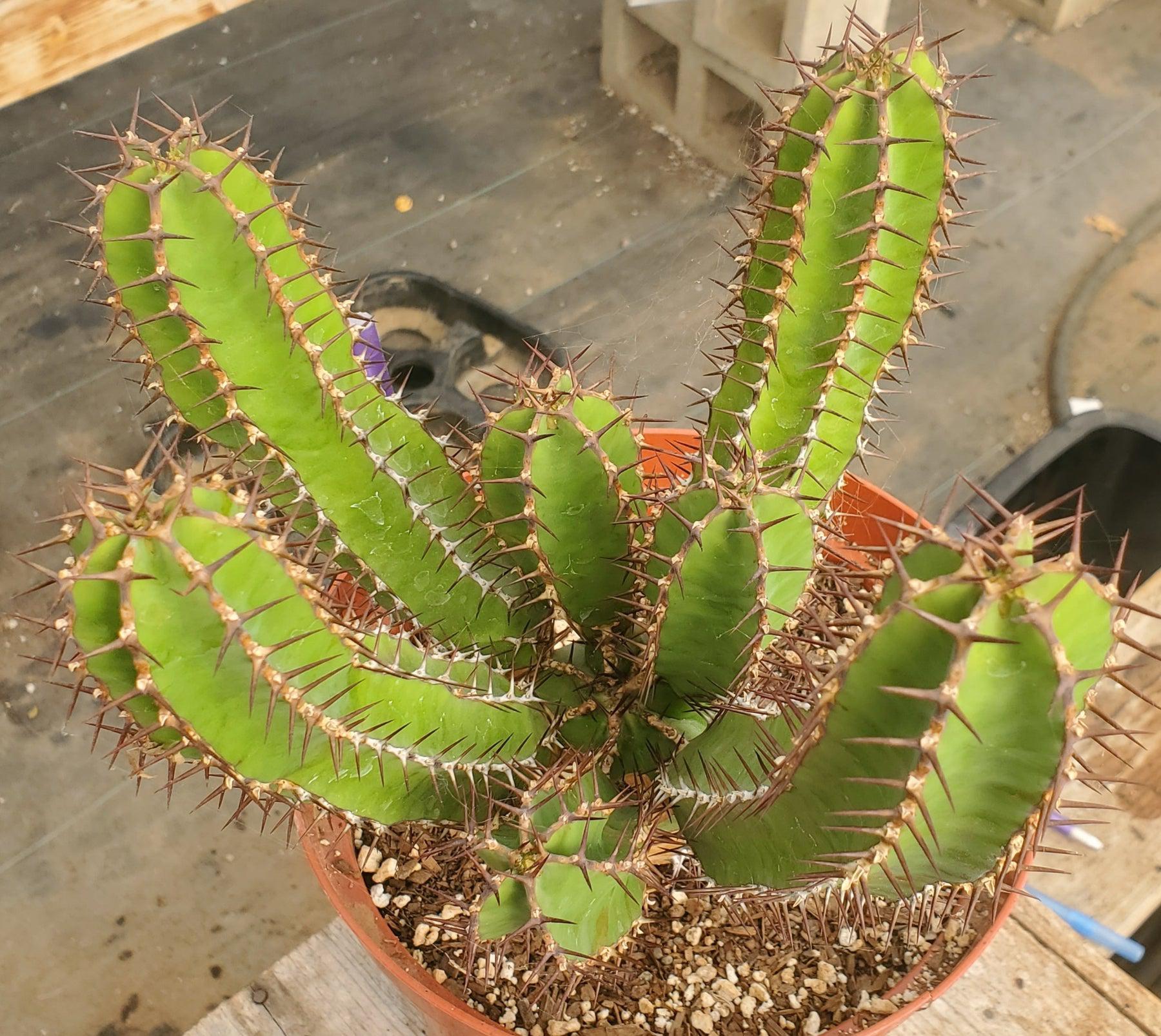 #ES25 EXACT Euphorbia Avismontana Specimen in 8" container-Succulent - Large - Exact-The Succulent Source