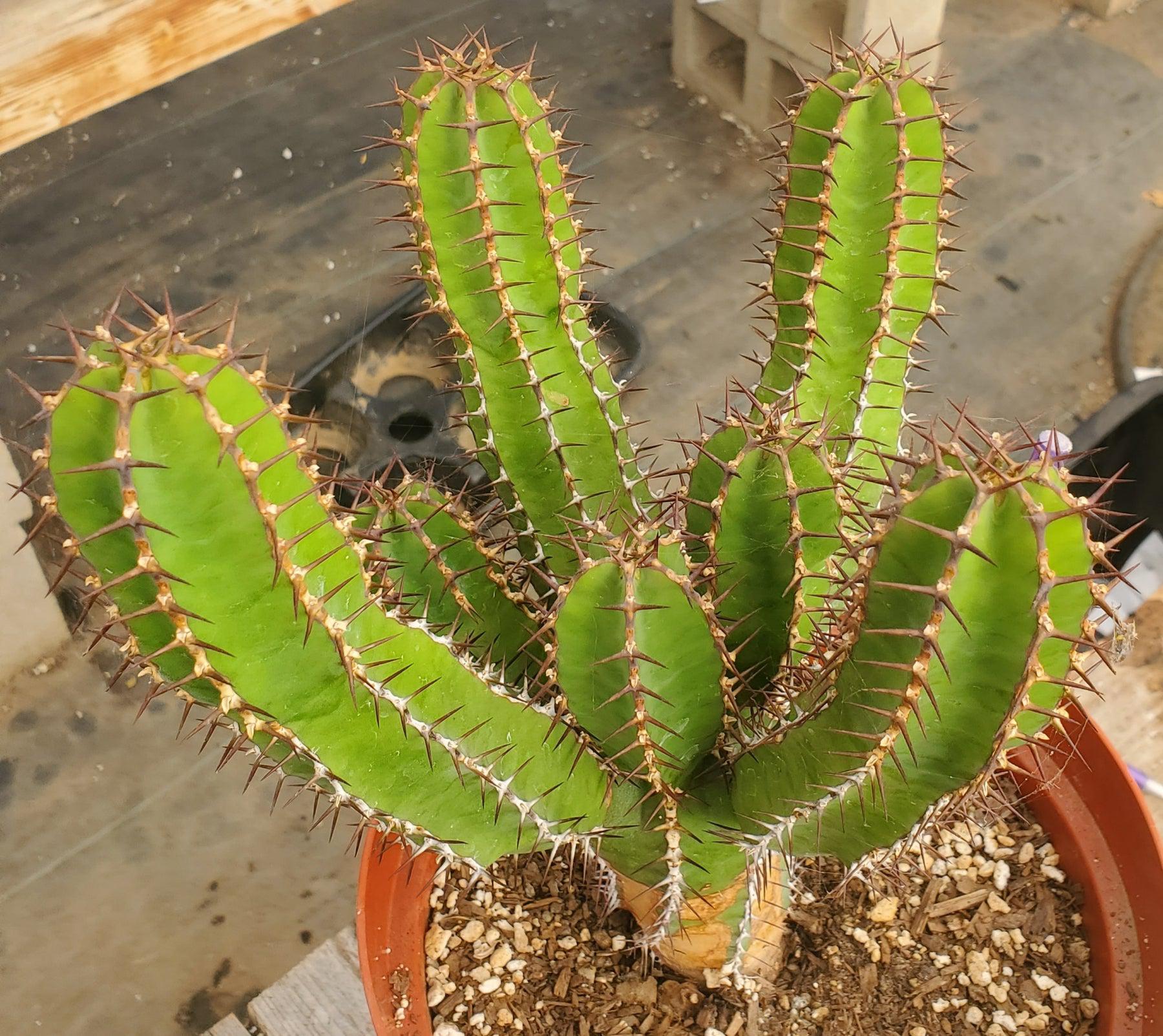 #ES25 EXACT Euphorbia Avismontana Specimen in 8" container-Succulent - Large - Exact-The Succulent Source