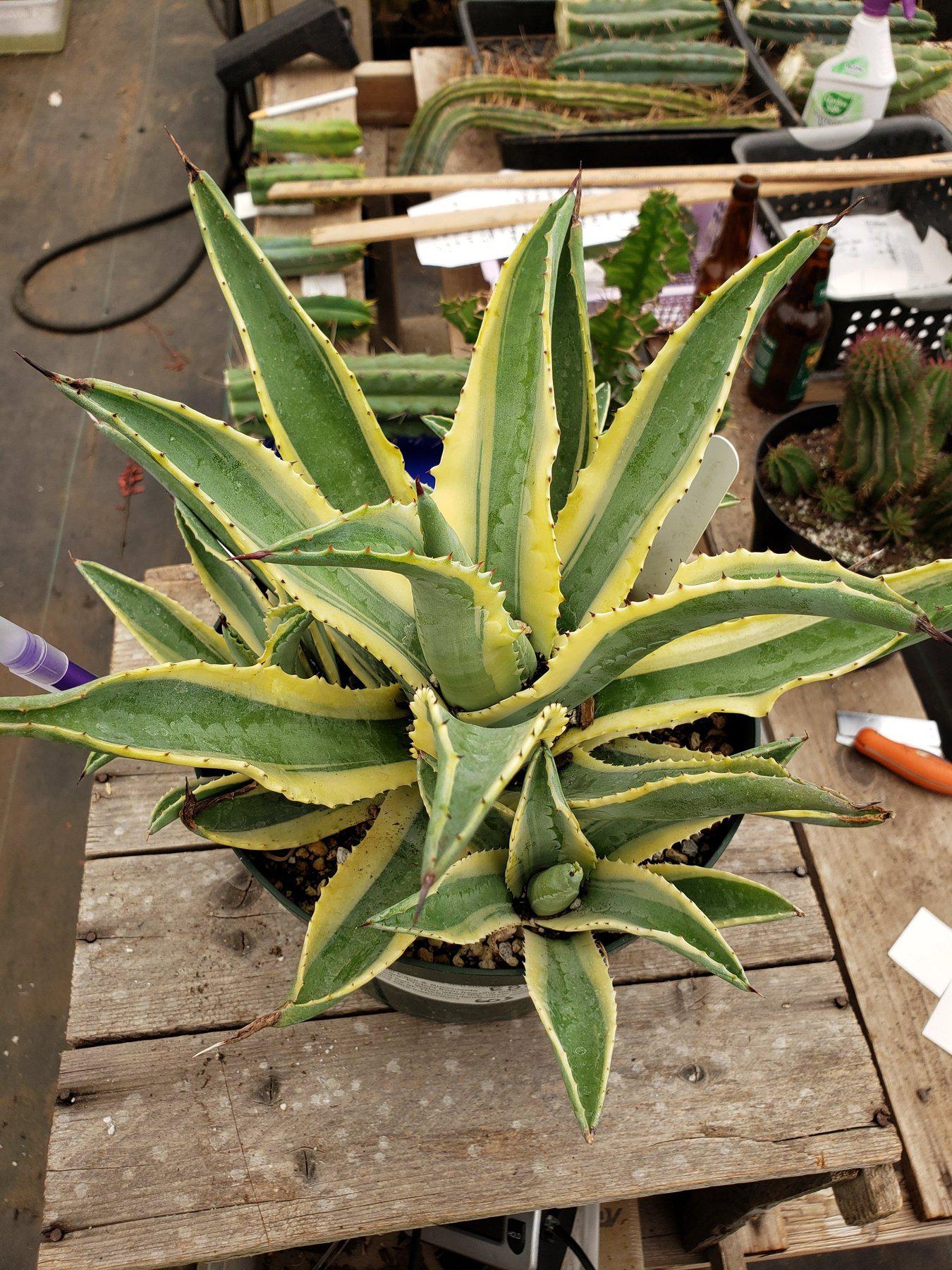 #ES26 EXACT Agave Cornelius in 8" container-Succulent - Large - Exact-The Succulent Source