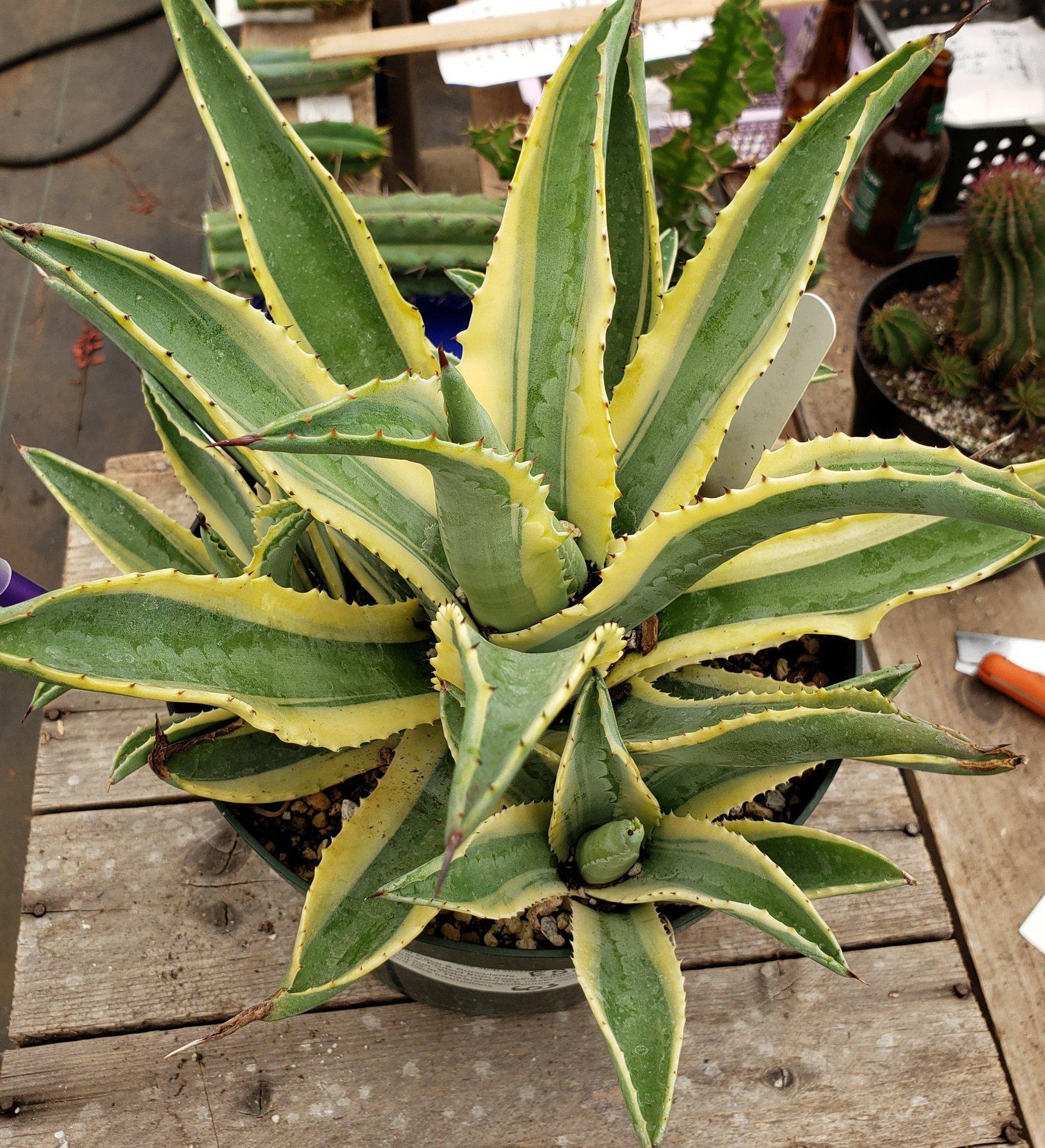 #ES26 EXACT Agave Cornelius in 8" container-Succulent - Large - Exact-The Succulent Source