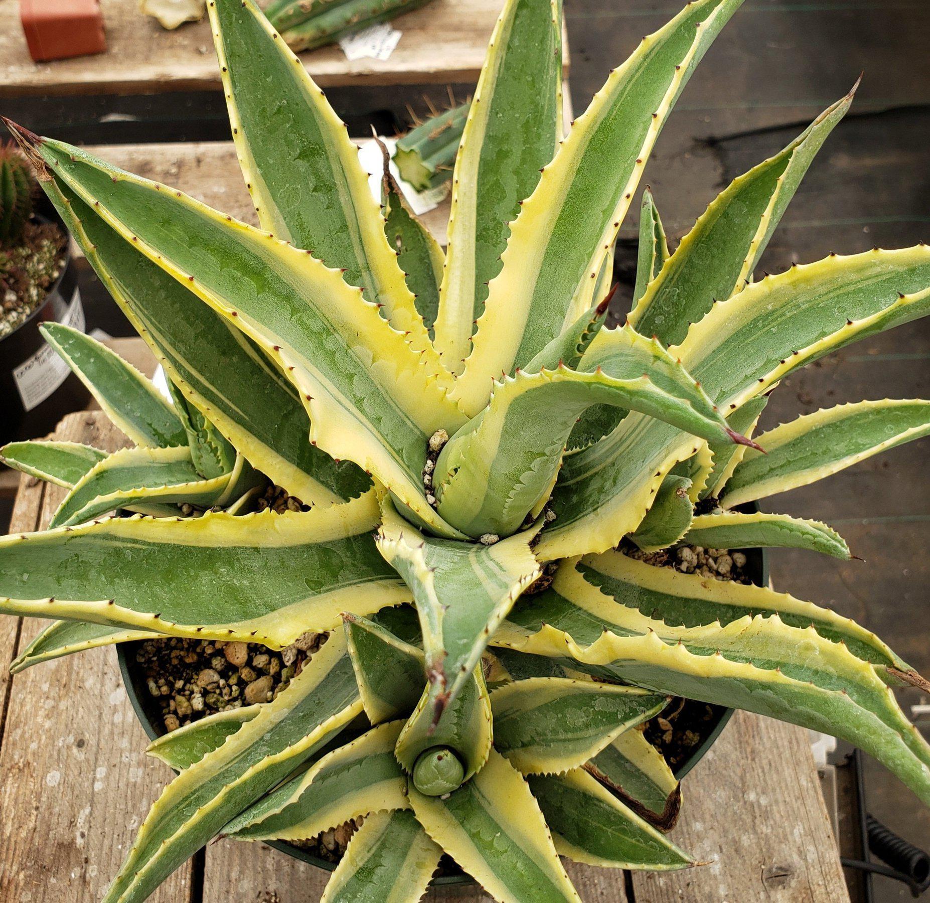 #ES26 EXACT Agave Cornelius in 8" container-Succulent - Large - Exact-The Succulent Source