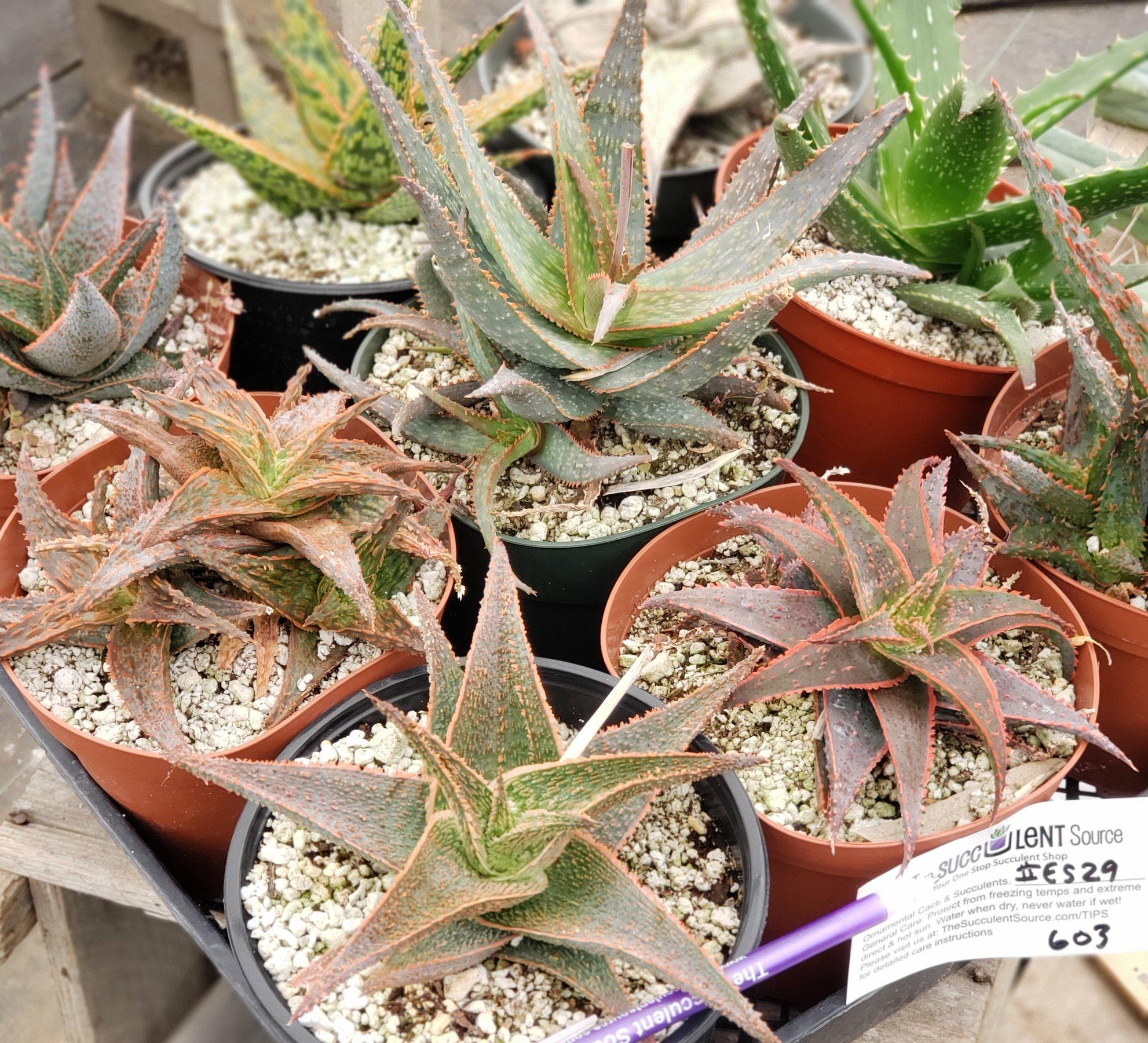 #ES29 EXACT Tray of Aloe assortment in 6" containers-Succulent - Large - Exact-The Succulent Source