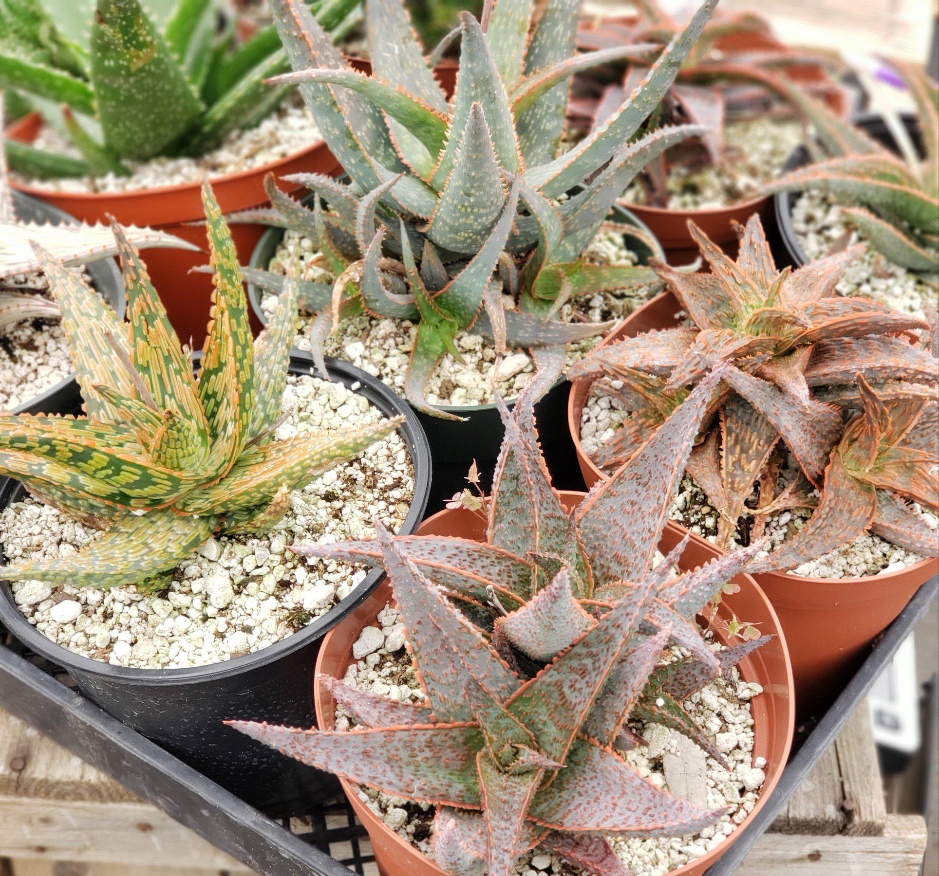 #ES29 EXACT Tray of Aloe assortment in 6" containers-Succulent - Large - Exact-The Succulent Source