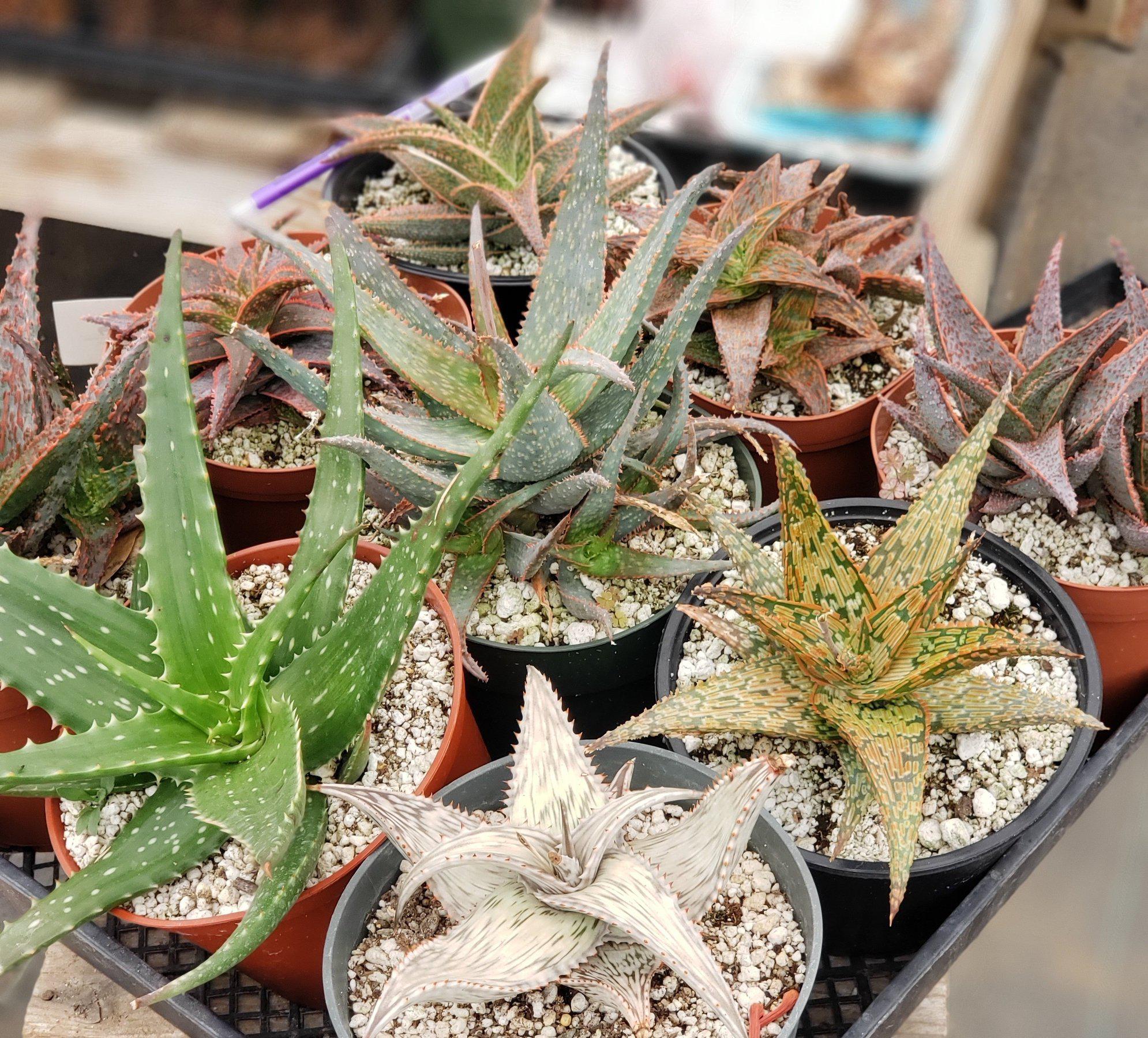 #ES29 EXACT Tray of Aloe assortment in 6" containers-Succulent - Large - Exact-The Succulent Source
