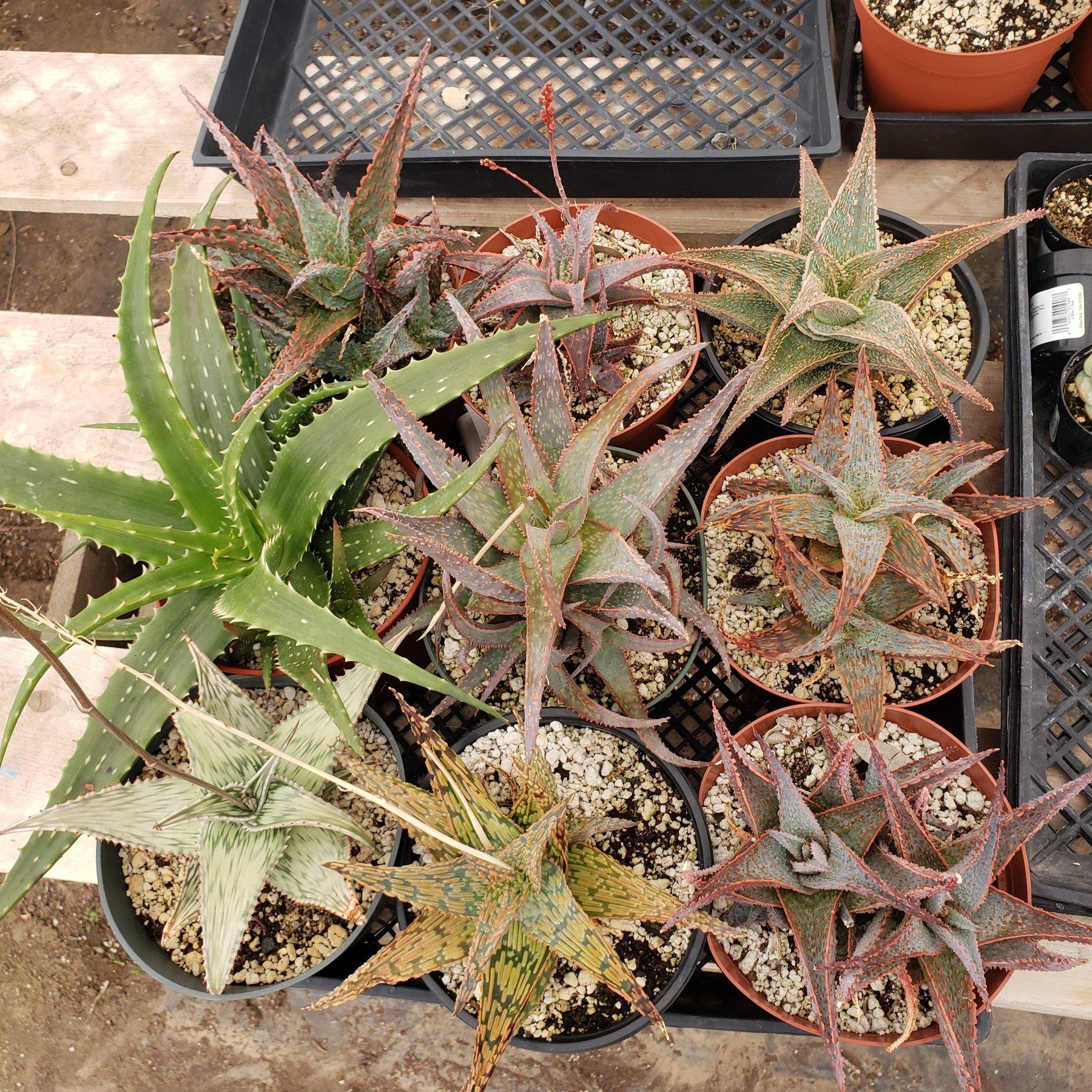 #ES29 EXACT Tray of Aloe assortment in 6" containers-Succulent - Large - Exact-The Succulent Source