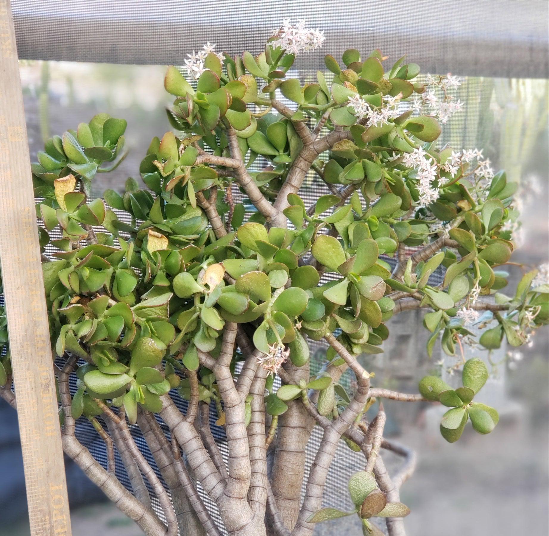 #ES32 EXACT Crassula Ovata Jade Bonsai succulent-Succulent - Large - Exact-The Succulent Source