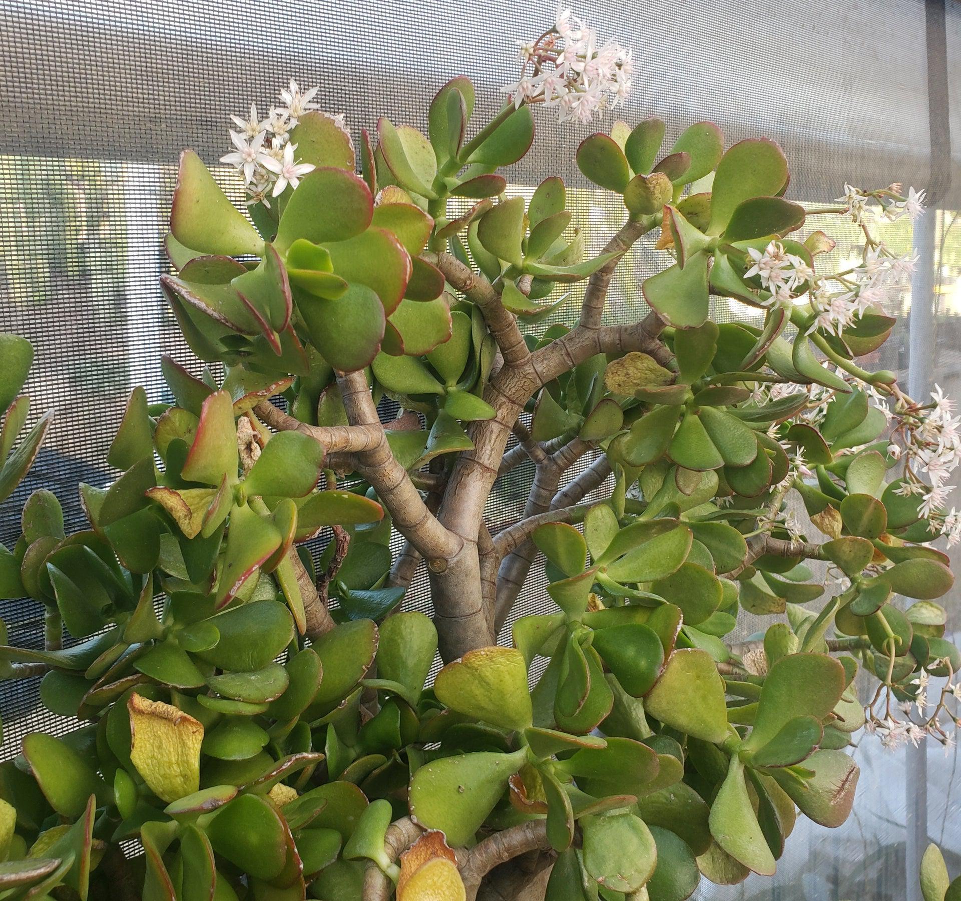#ES32 EXACT Crassula Ovata Jade Bonsai succulent-Succulent - Large - Exact-The Succulent Source