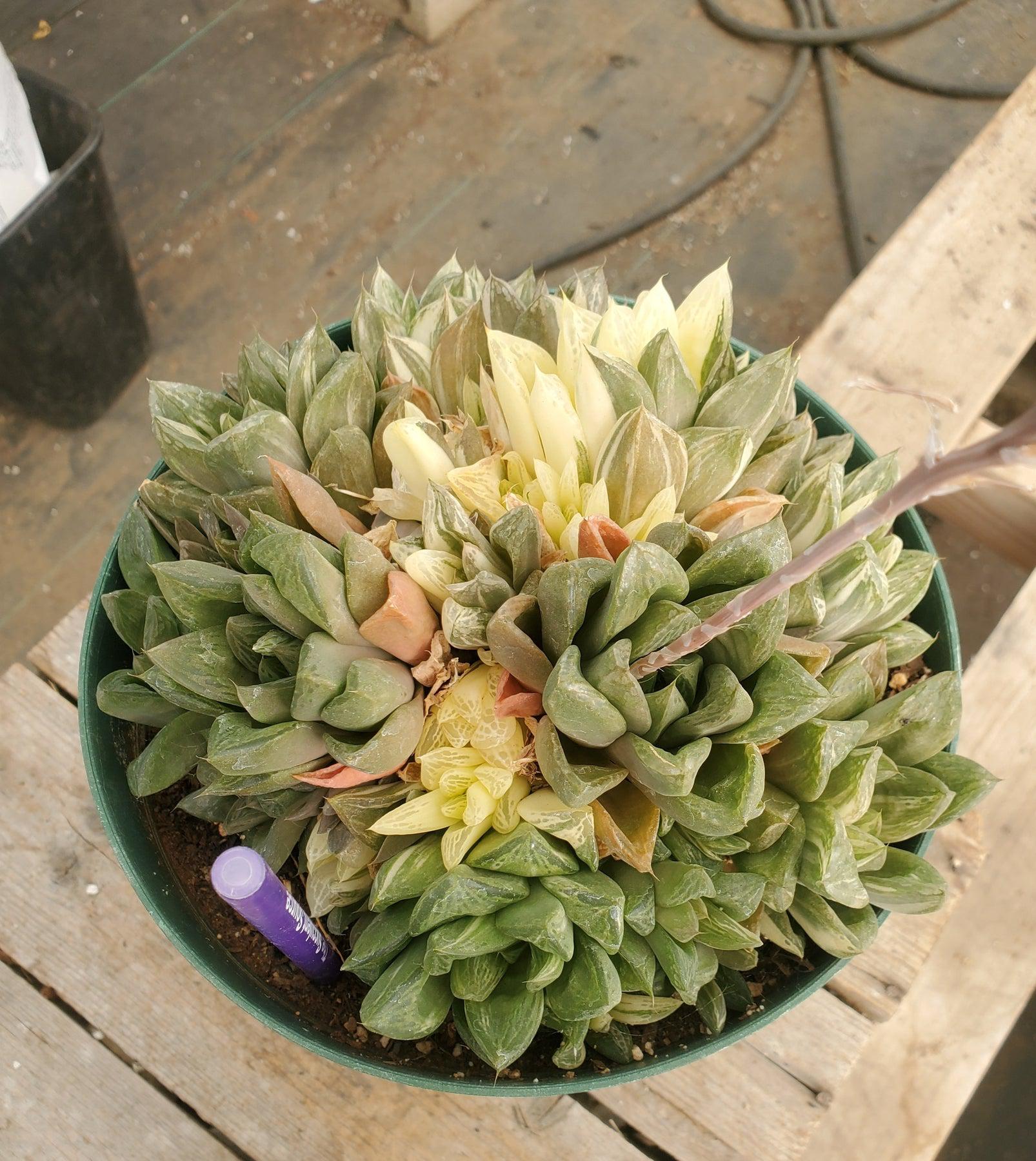 #ES33 EXACT Haworthia variegated in 8" container-Succulent - Large - Exact-The Succulent Source